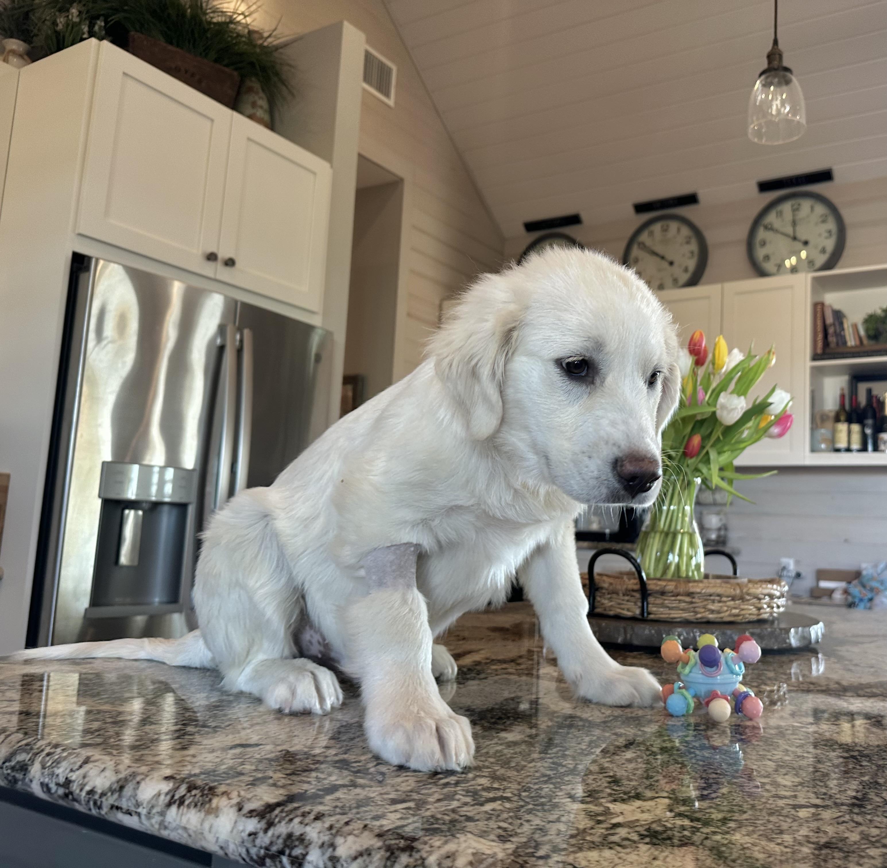 Enlarge Finn, an adopted mixed breed in West Islip, NY image 4/6