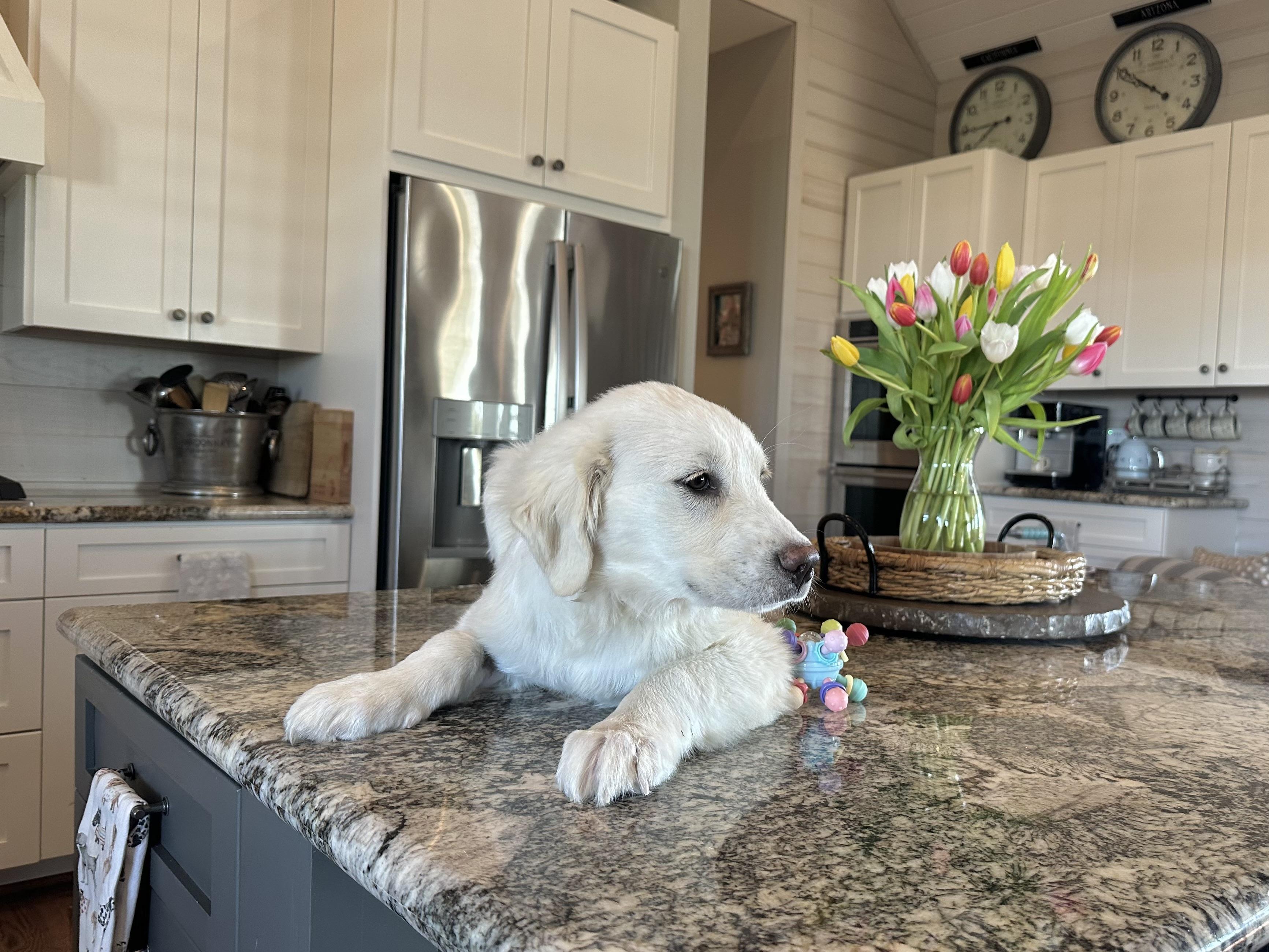 Enlarge Finn, an adopted mixed breed in West Islip, NY image 5/6