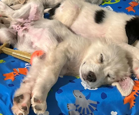 Enlarge Finn, an adopted mixed breed in West Islip, NY image 6/6