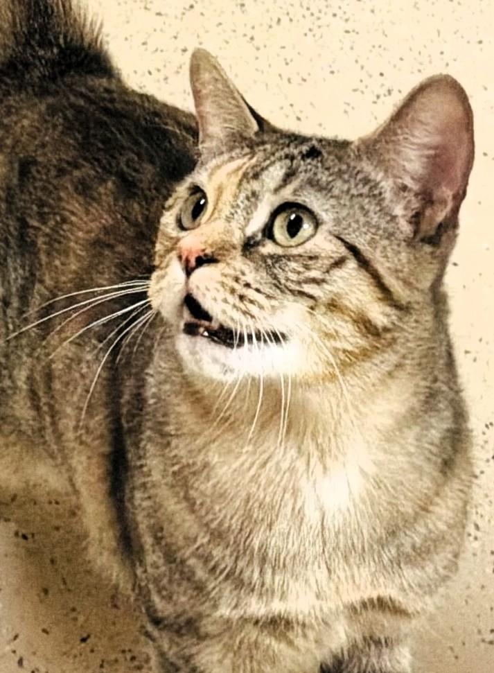 Enlarge Sparkle Muffin, a ADOPTABLE Domestic Short Hair in Wayland, MA image 2/6