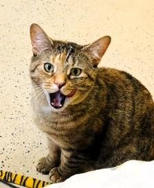 Sparkle Muffin, ADOPTABLE, Adult Female Domestic Short Hair.