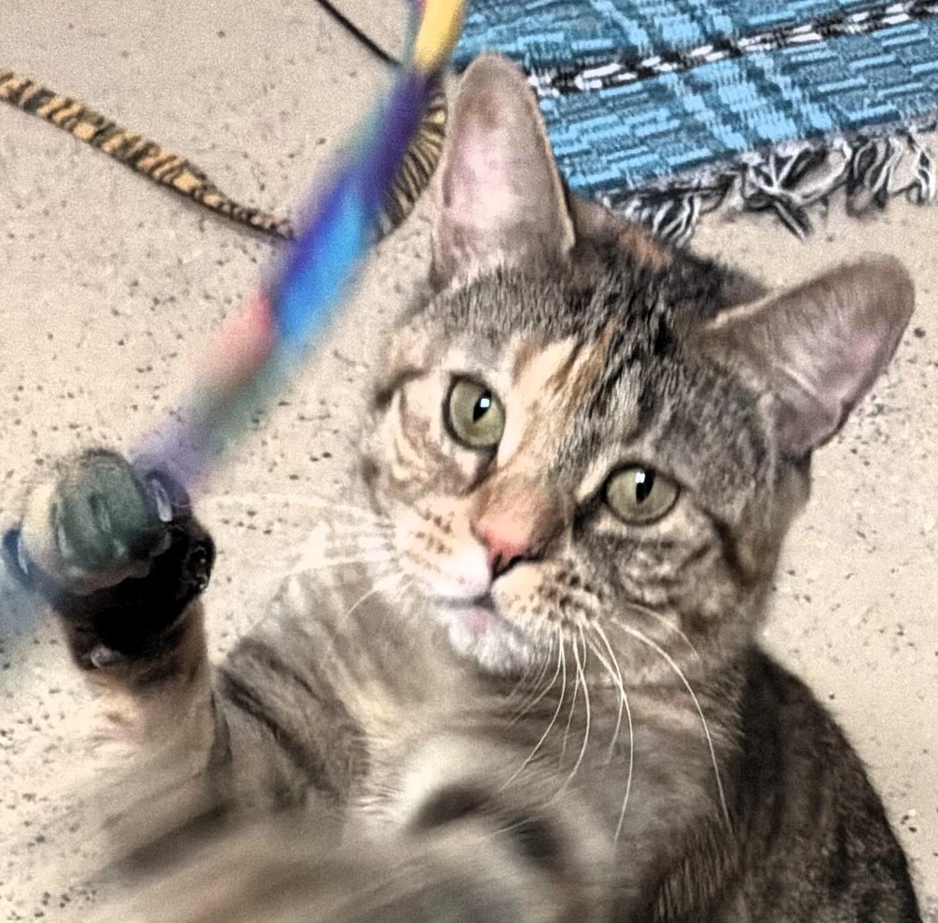 Enlarge Sparkle Muffin, a ADOPTABLE Domestic Short Hair in Wayland, MA image 4/6