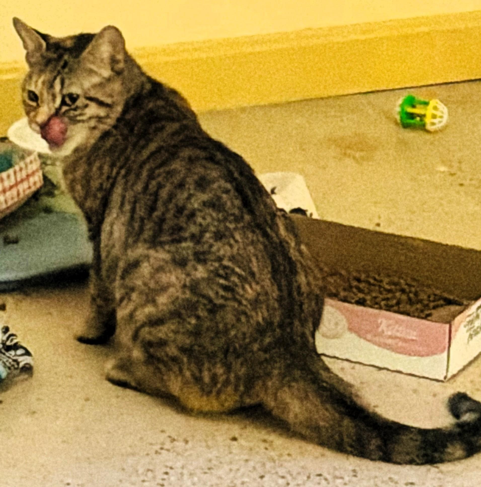 Enlarge Sparkle Muffin, a ADOPTABLE Domestic Short Hair in Wayland, MA image 6/6