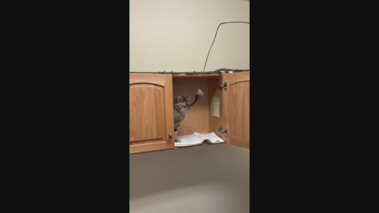 Enlarge Sparkle Muffin, a ADOPTABLE Domestic Short Hair in Wayland, MA video 5/6