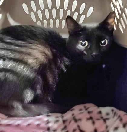 CeCe - Feral Barn Cat, an adoptable Domestic Short Hair in Butte, MT, 59701 | Photo Image 1