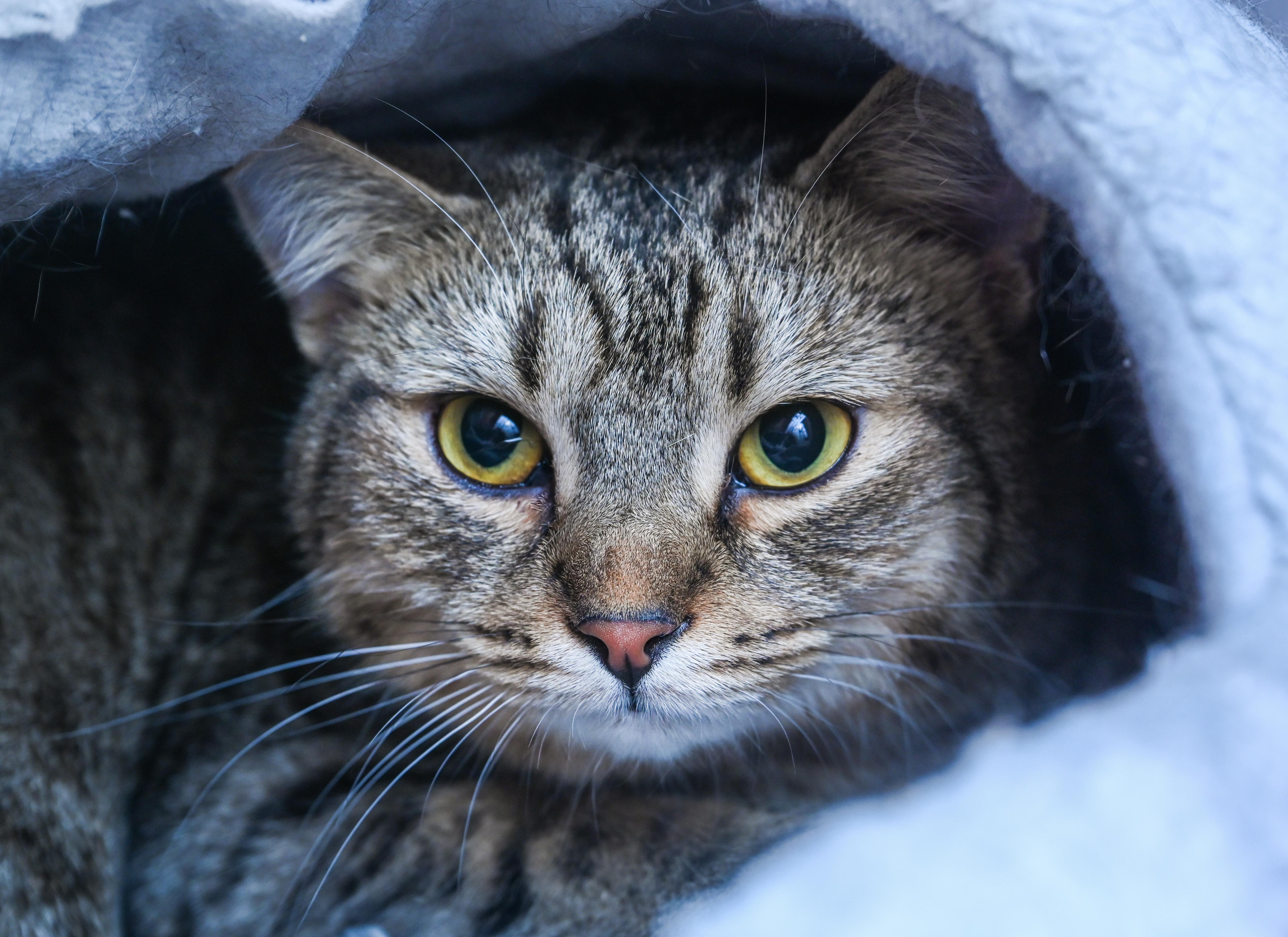 Enlarge Purrlita, a ADOPTABLE mixed breed in Chattanooga, TN image 4/5