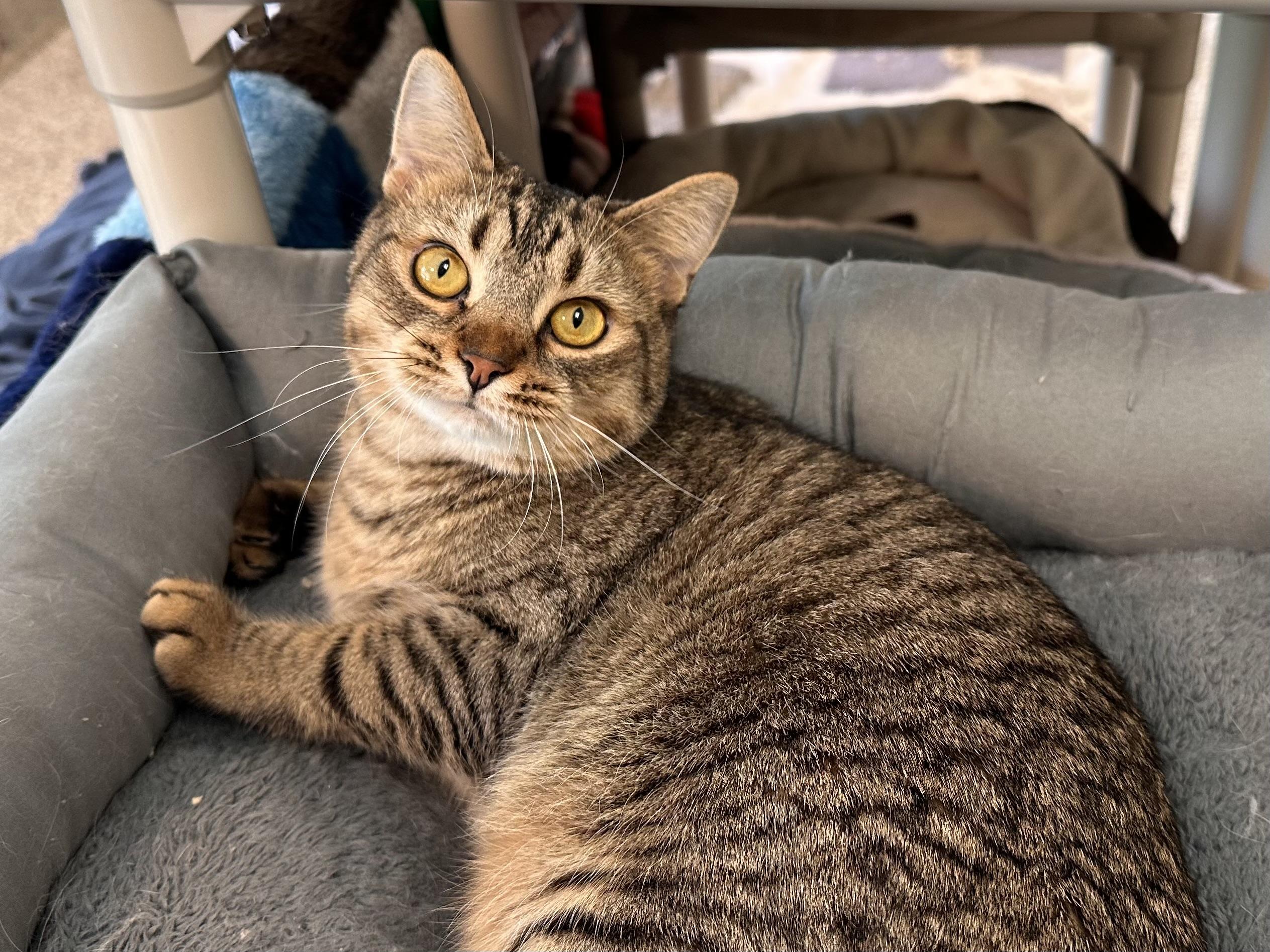 Purrlita, adopted, Adult Female Tabby & Domestic Short Hair.