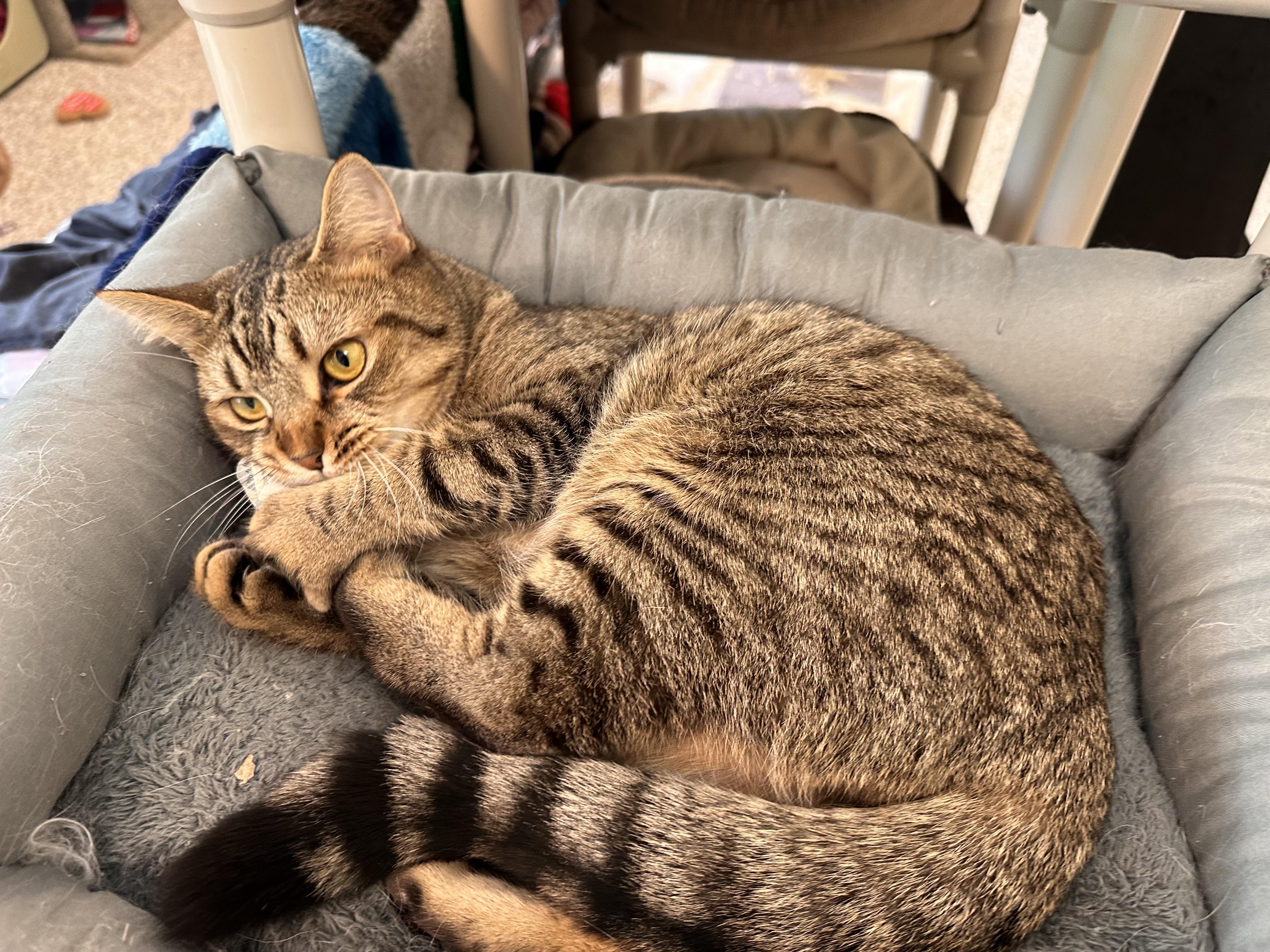 Enlarge Purrlita, a ADOPTABLE mixed breed in Chattanooga, TN image 3/5