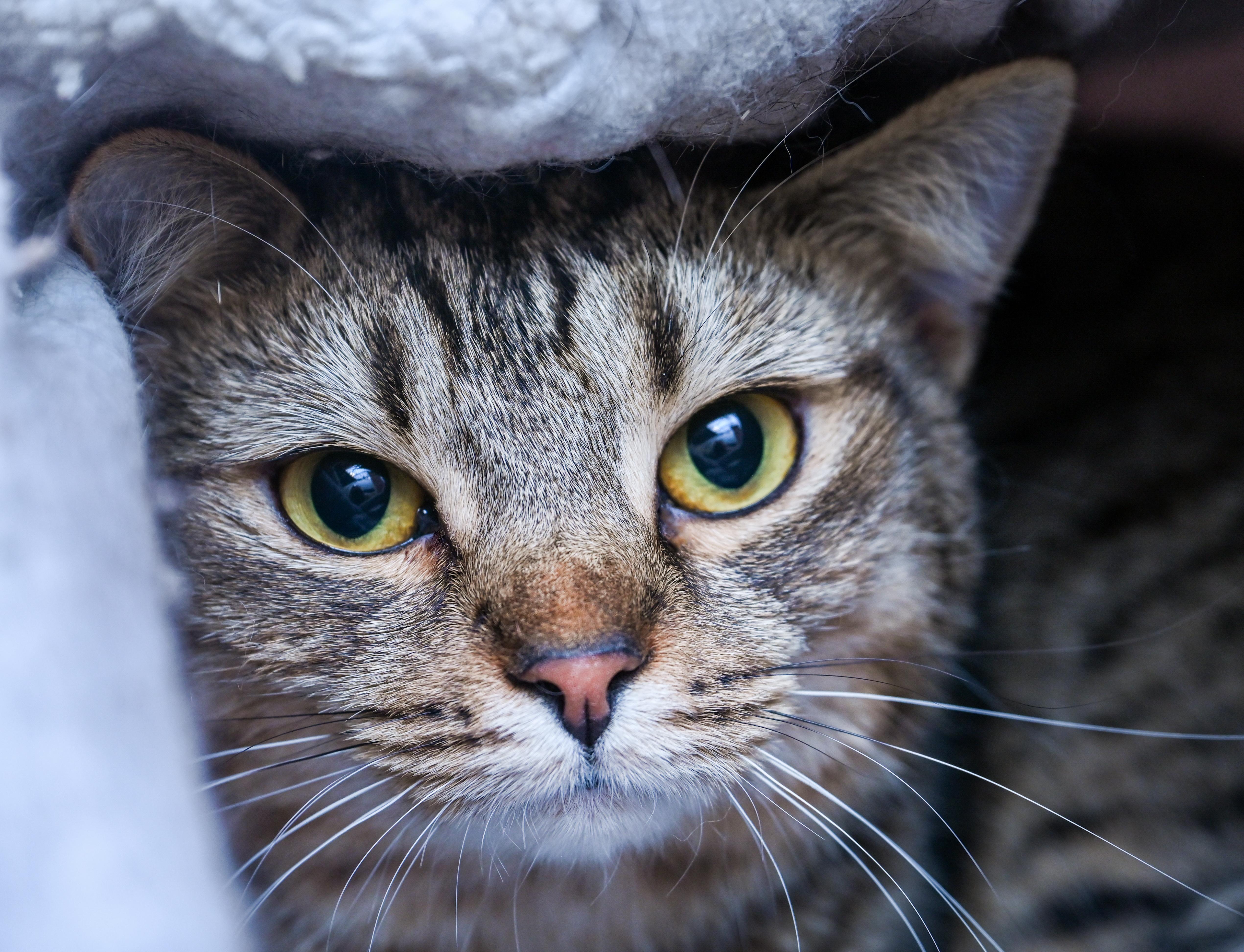 Enlarge Purrlita, a ADOPTABLE mixed breed in Chattanooga, TN image 2/5