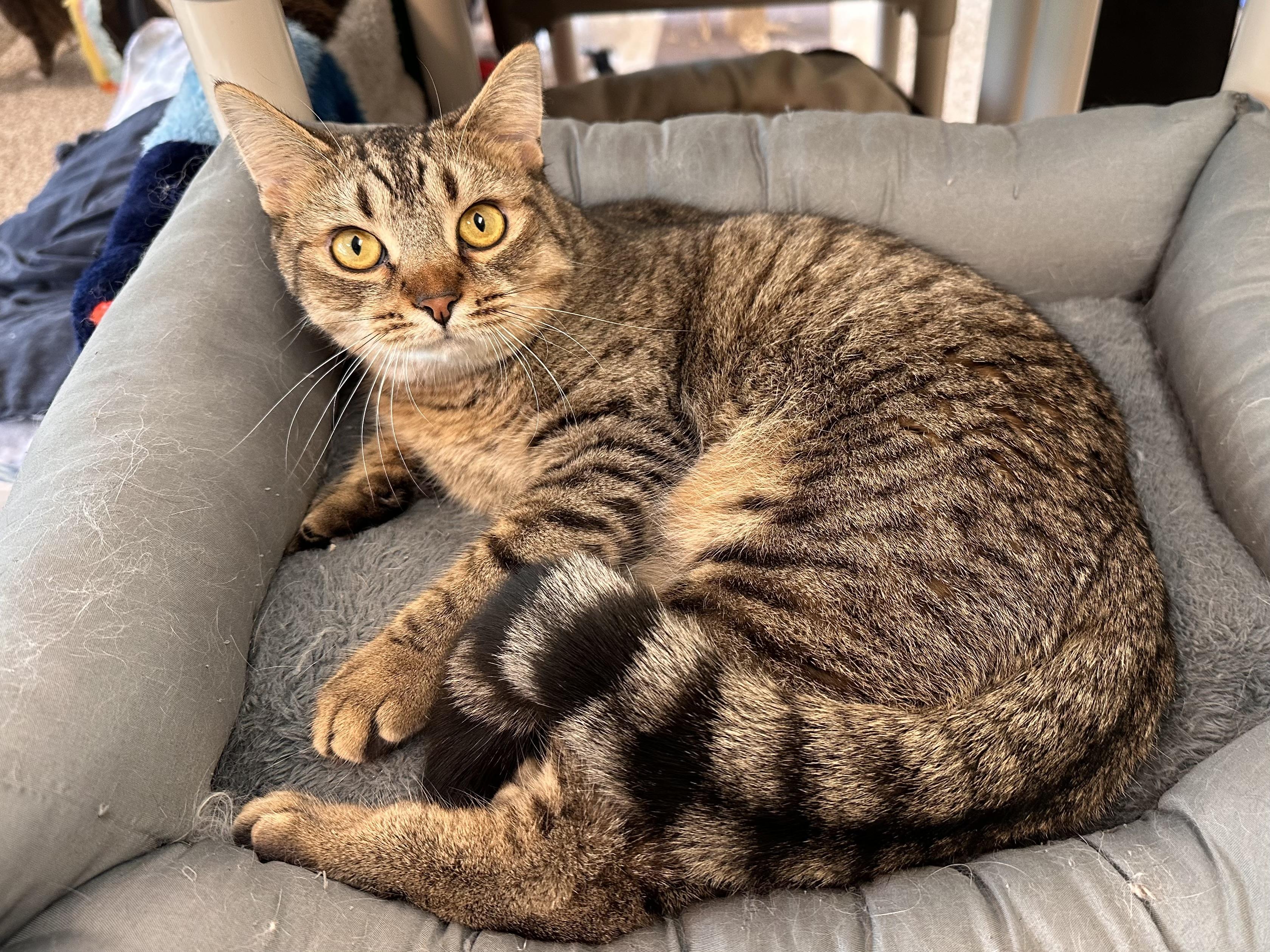 Enlarge Purrlita, a ADOPTABLE mixed breed in Chattanooga, TN image 5/5