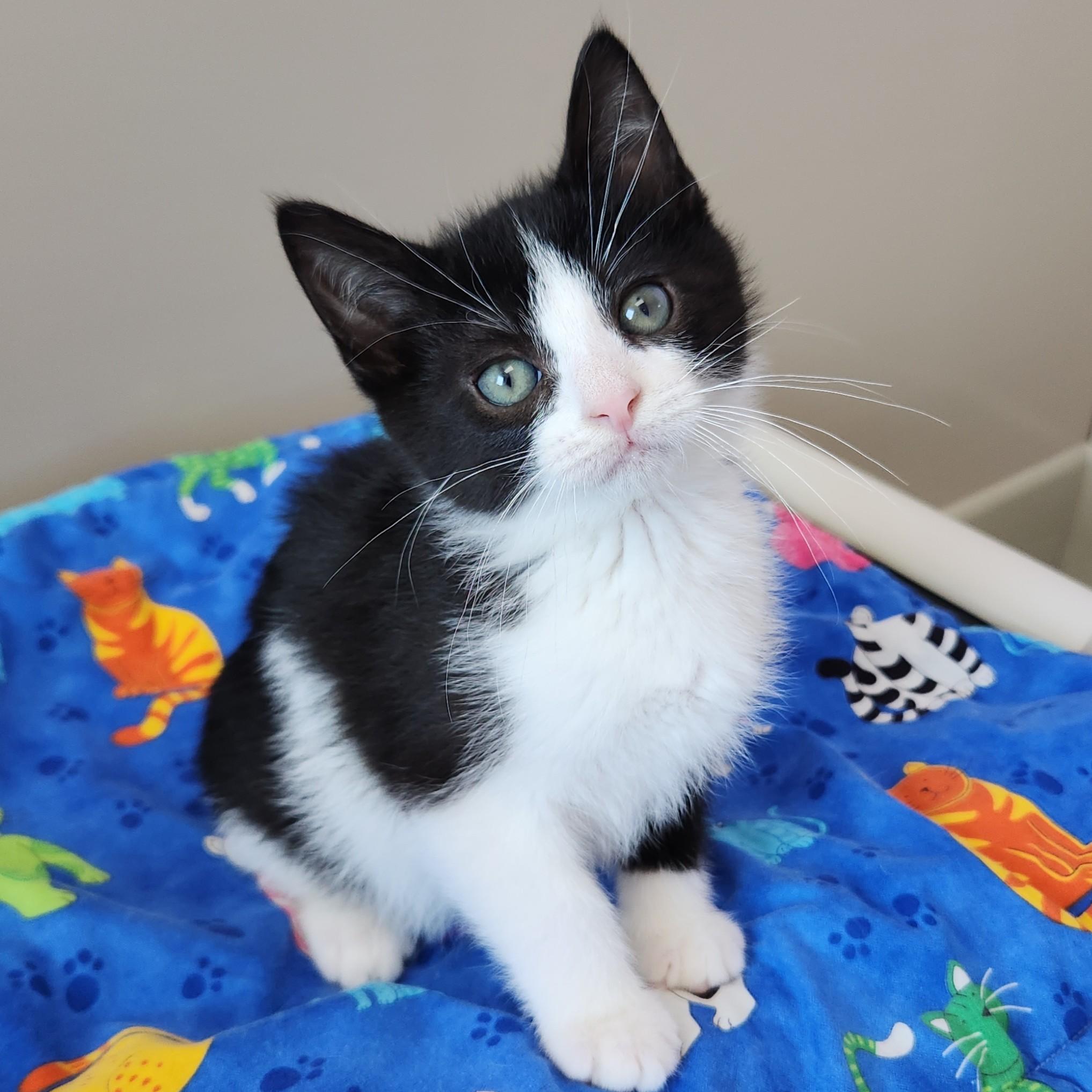 Enlarge Moore, a ADOPTABLE Tuxedo in Marshfield, WI image 2/6