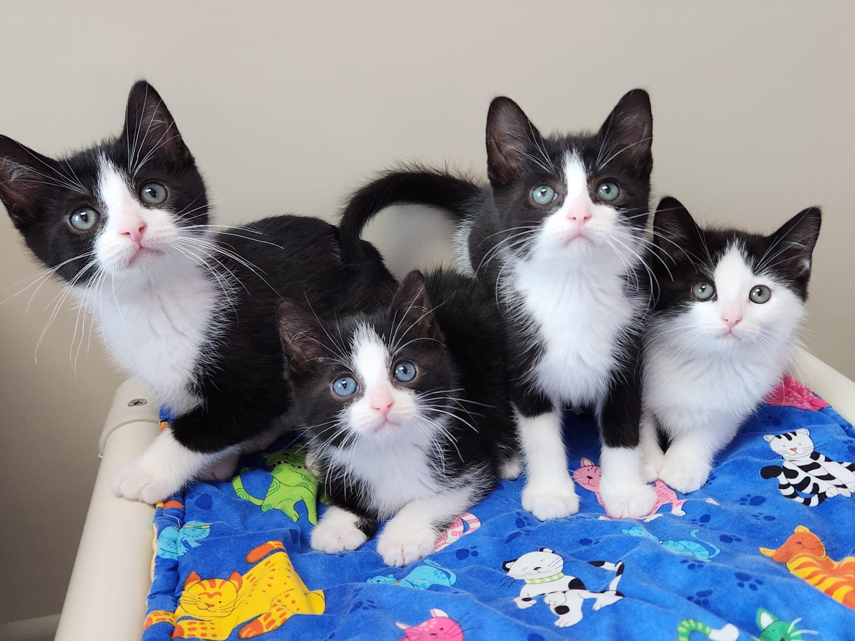 Enlarge Moore, a ADOPTABLE Tuxedo in Marshfield, WI image 3/6