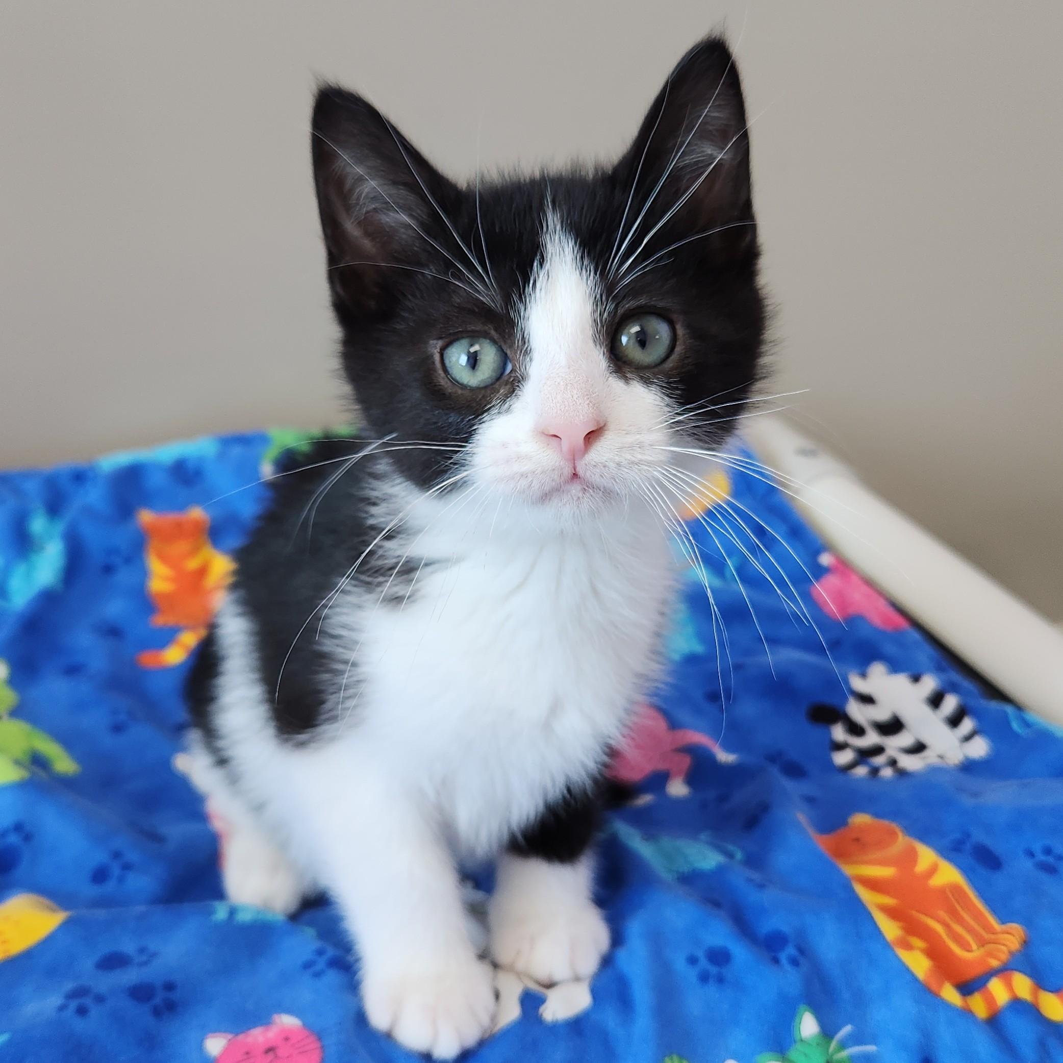 Moore, ADOPTABLE, Kitten Male Tuxedo.