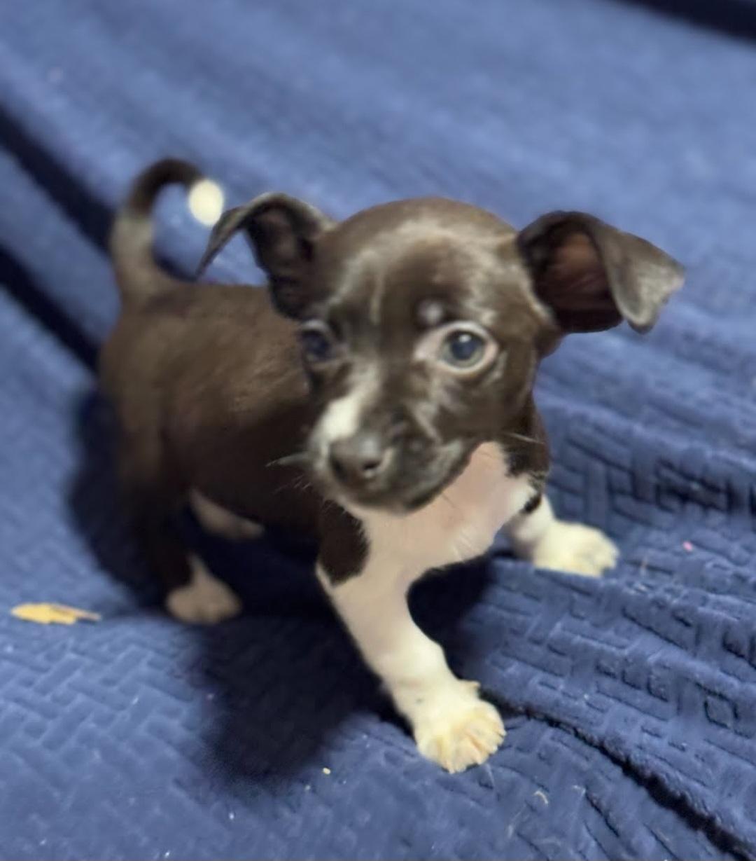 Licorice, Adopted, Young Female Chihuahua.