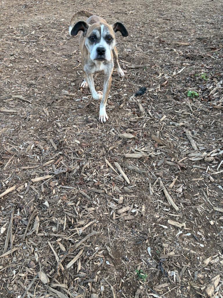 ROXI, Adoptable, Adult Female Boxer.