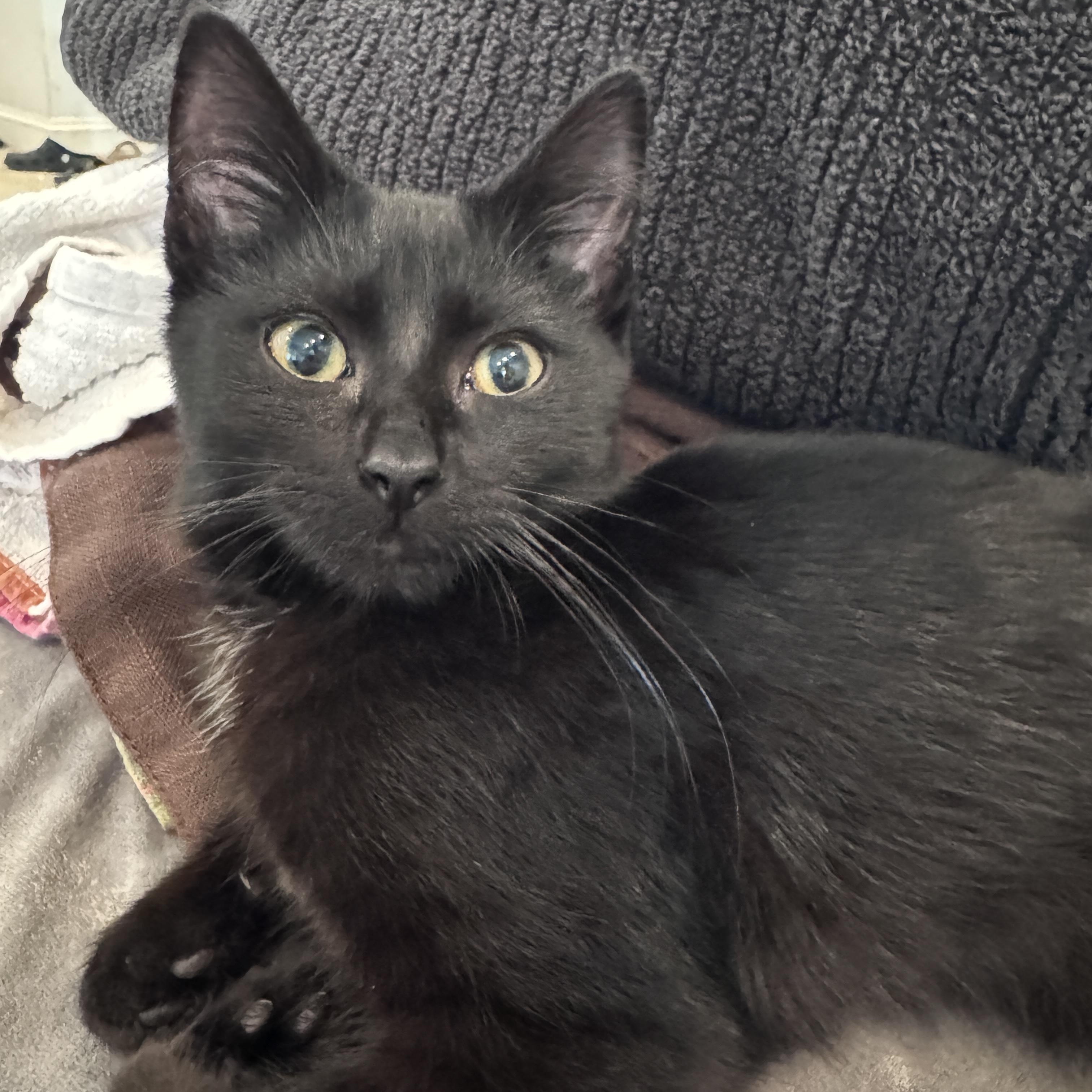 Marley-3 months-FROM ROADSIDE RESCUE TO PRO CUDDLER, ADOPTABLE, Kitten Male American Shorthair.