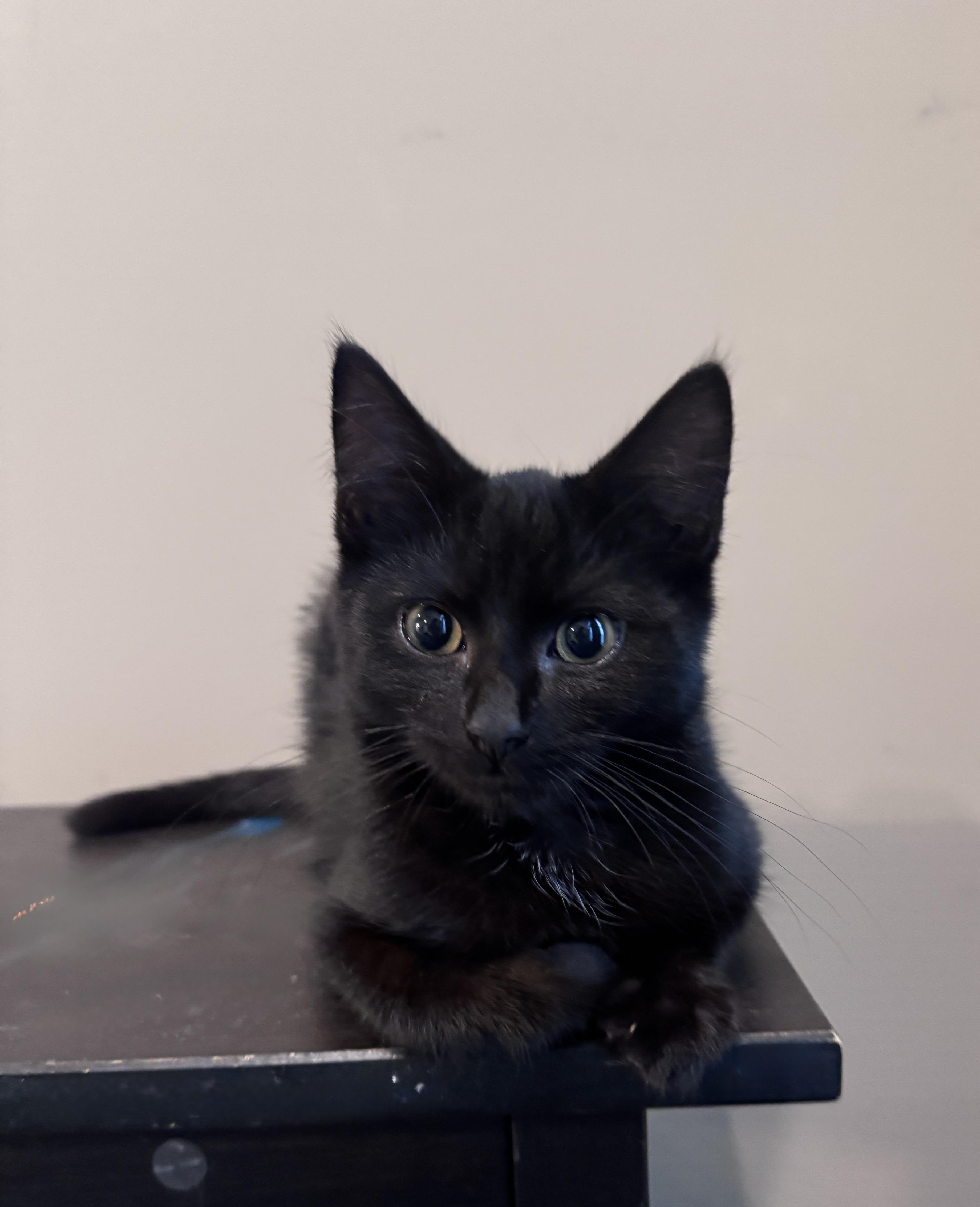 Enlarge Marley-3 months-FROM ROADSIDE RESCUE TO PRO CUDDLER, a ADOPTABLE American Shorthair in Bristow, VA image 3/4