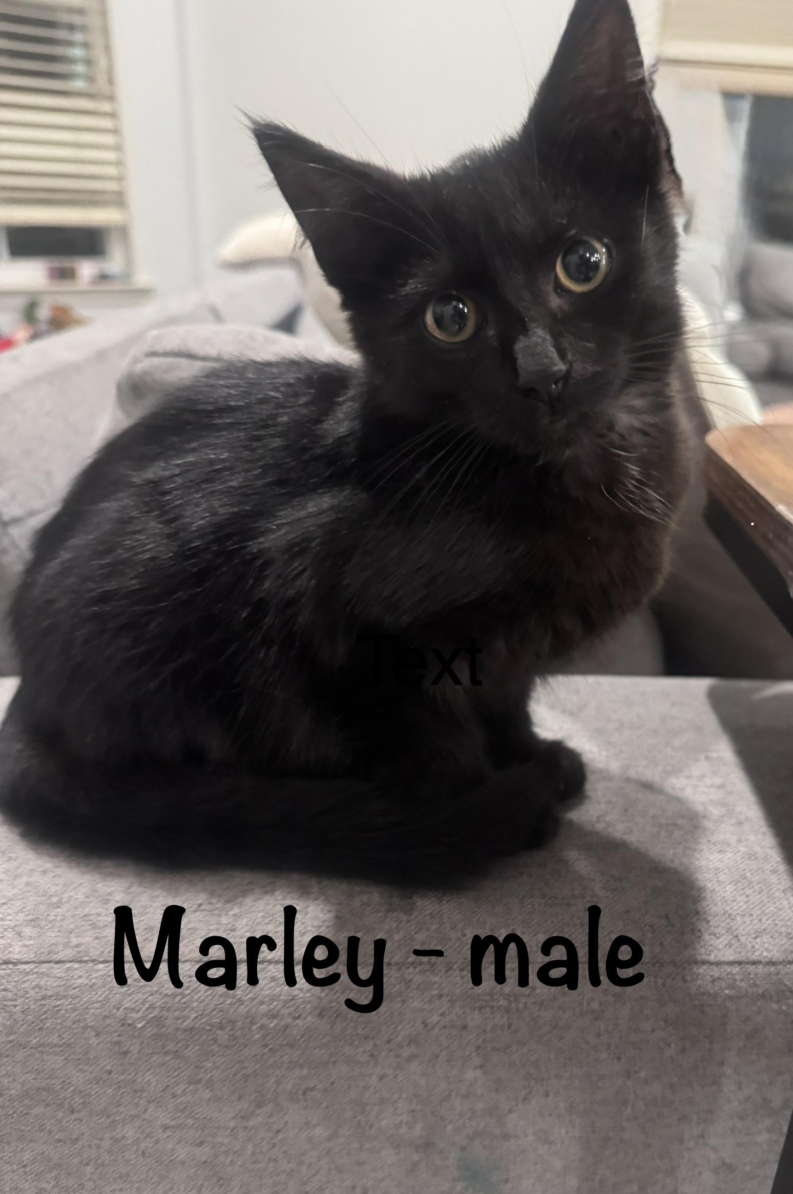 Enlarge Marley-3 months-FROM ROADSIDE RESCUE TO PRO CUDDLER, a ADOPTABLE American Shorthair in Bristow, VA image 2/4