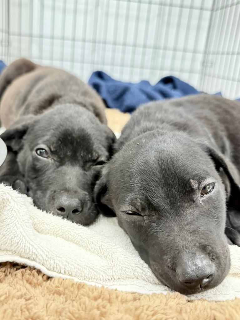 NP Beck, Adoptable, Puppy Male Labrador Retriever & Mixed Breed.