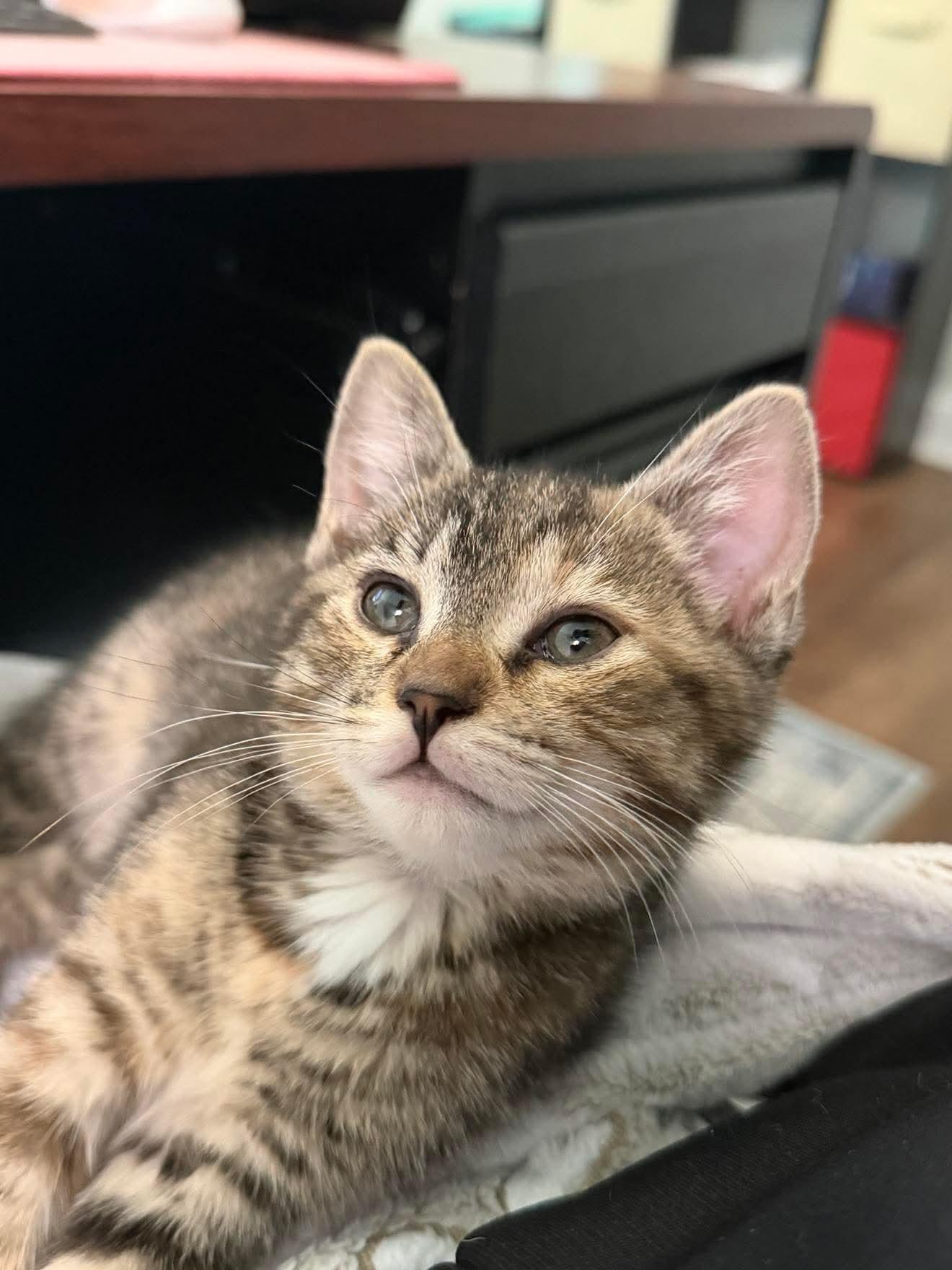 Isabelle (Belly), ADOPTABLE, Kitten Female Domestic Short Hair.