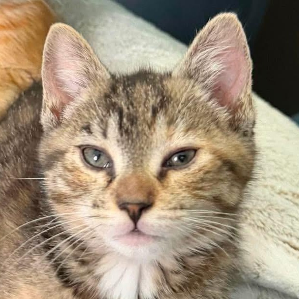 Enlarge Isabelle (Belly), a ADOPTABLE Domestic Short Hair in Aberdeen, NC image 2/2