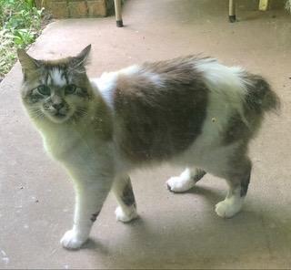 Enlarge Neon, a Adoptable mixed breed in Claremore, OK image 1/1