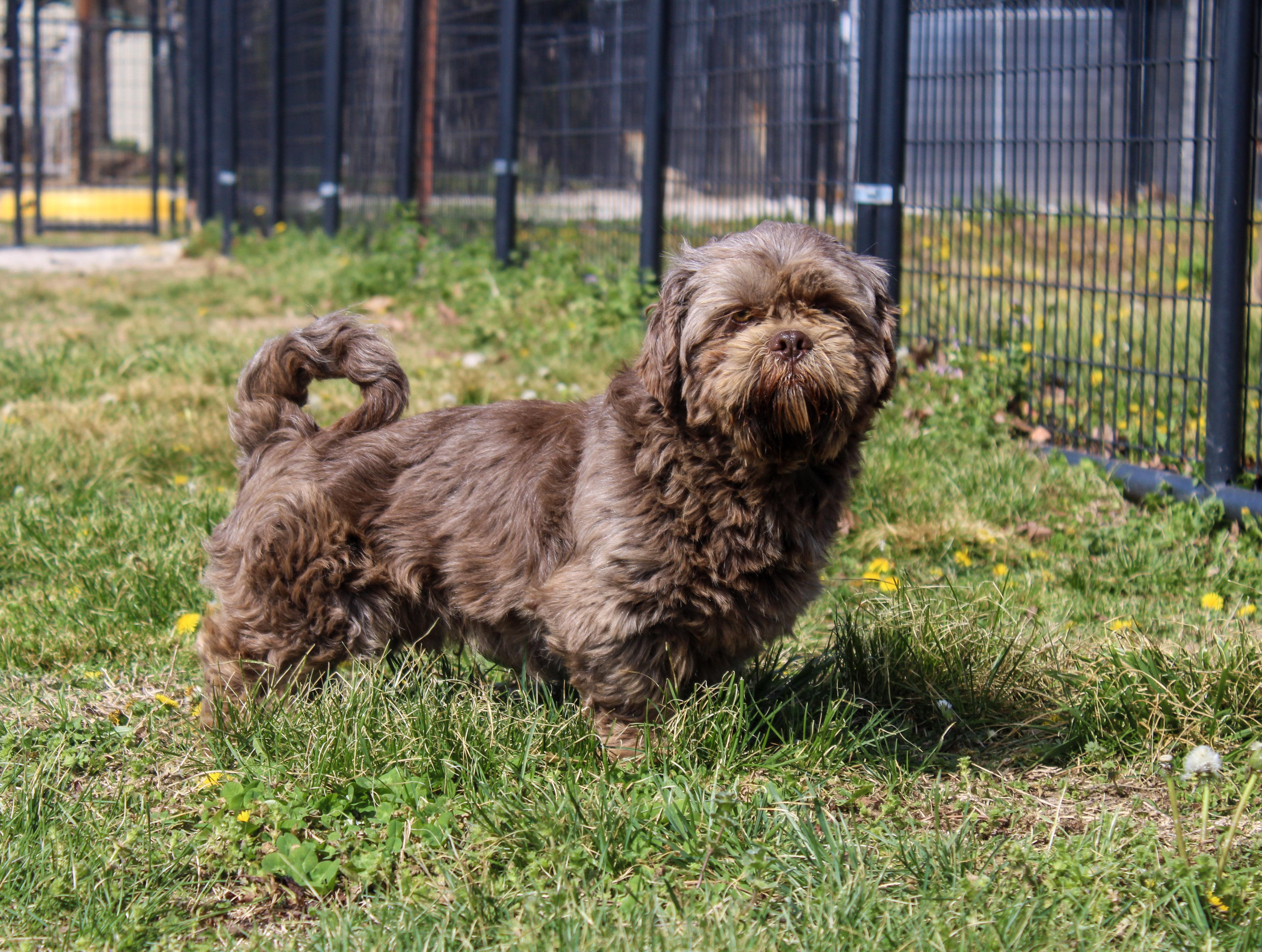 Enlarge Brown Bear, a ADOPTABLE Shih Tzu in Neosho, MO image 2/2