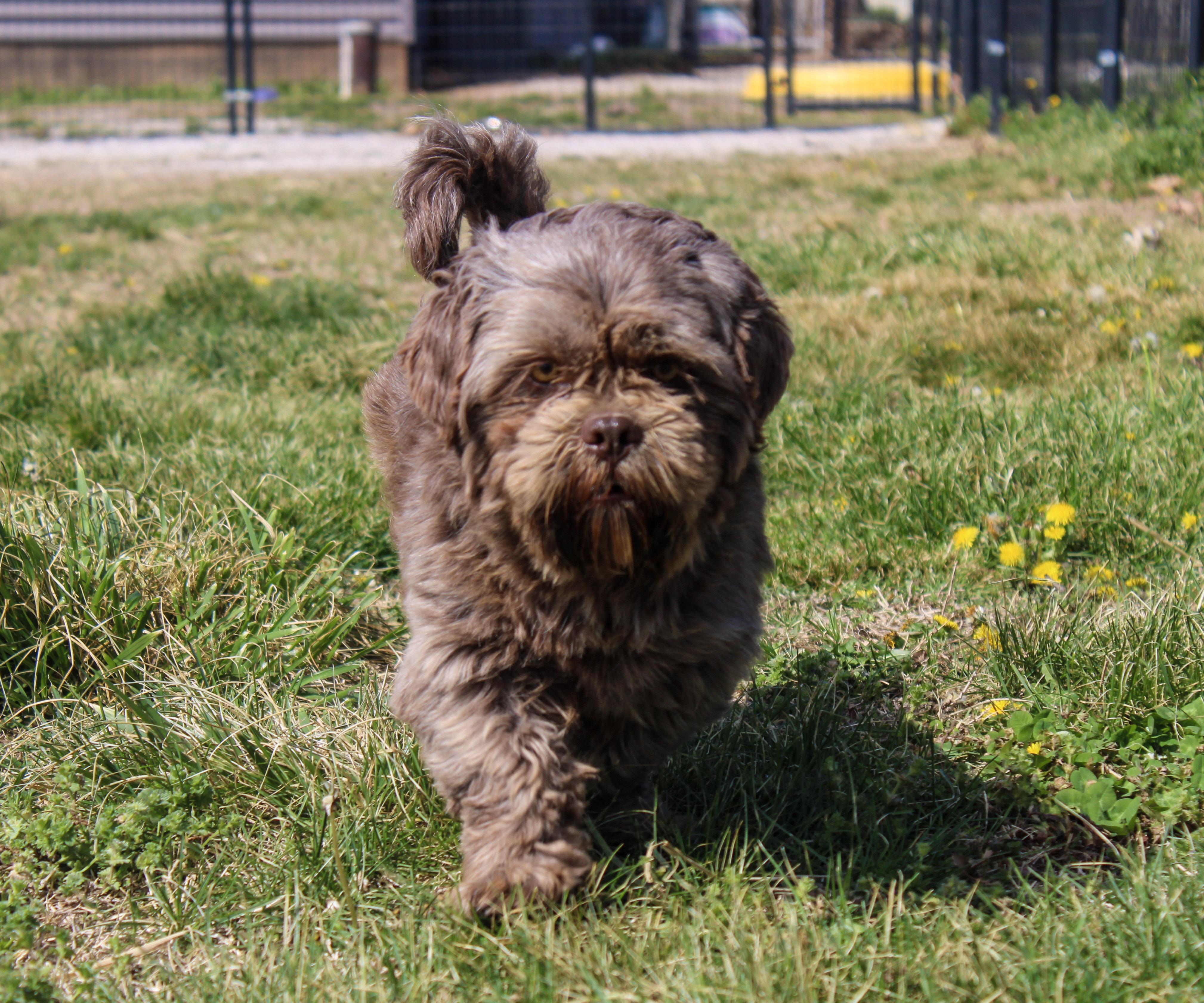 Brown Bear, ADOPTABLE, Adult Male Shih Tzu.