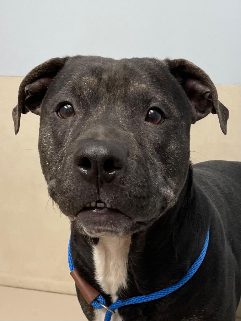 Ziggy, a Adoptable Terrier in Hartford City, IN image 1/6