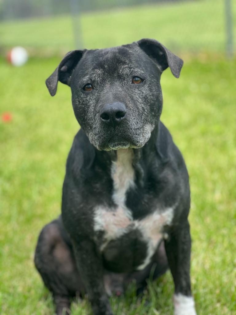 Enlarge Ziggy, a Adoptable Terrier in Hartford City, IN image 1/6