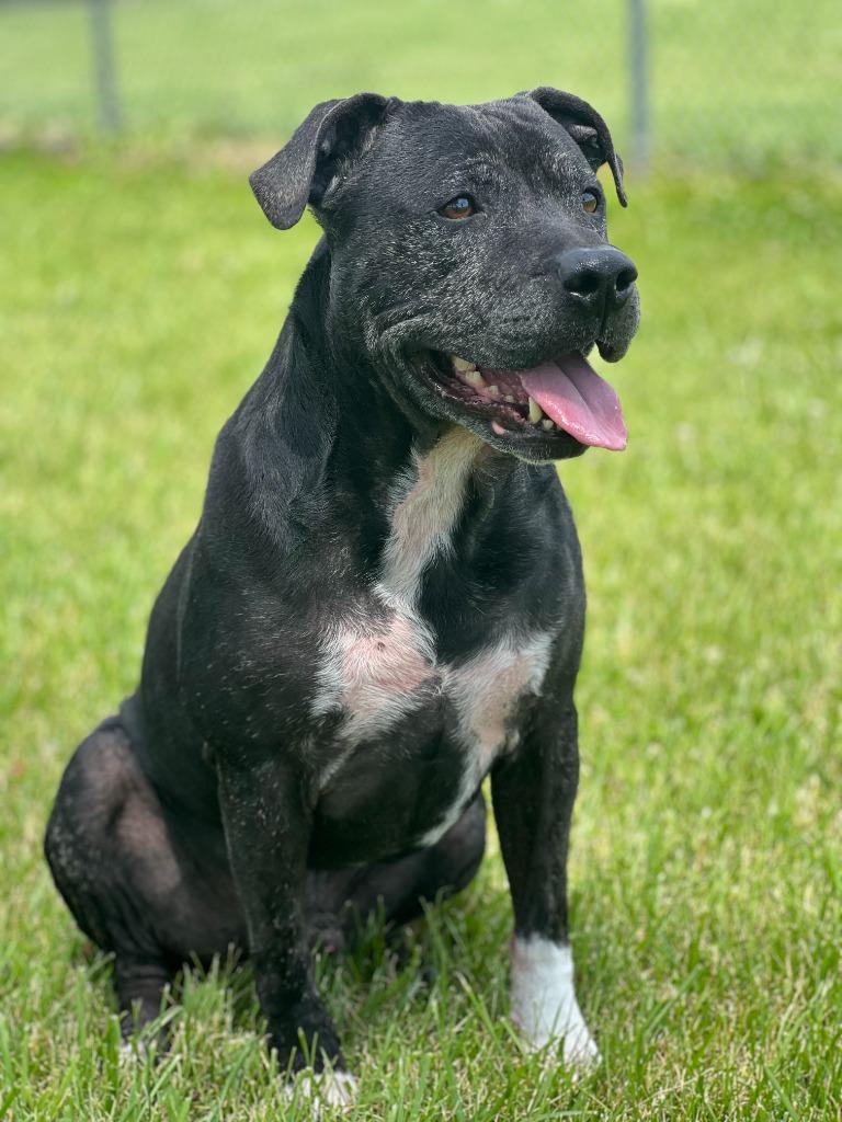 Enlarge Ziggy, a Adoptable Terrier in Hartford City, IN image 1/6