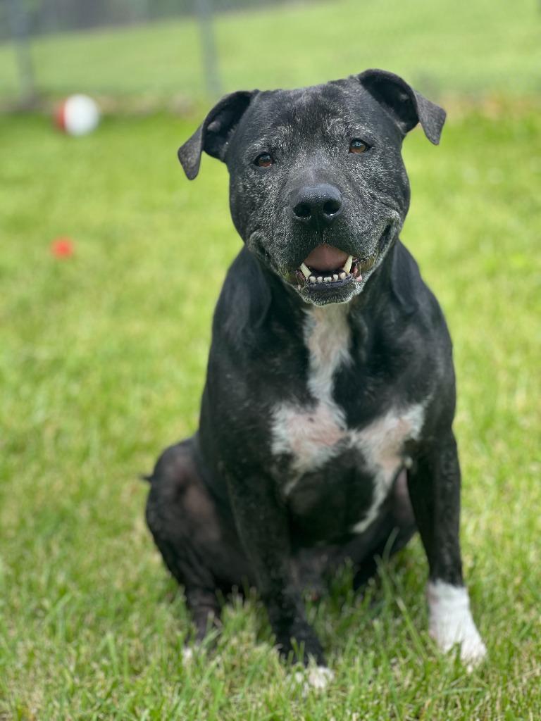 Enlarge Ziggy, a Adoptable Terrier in Hartford City, IN image 2/6