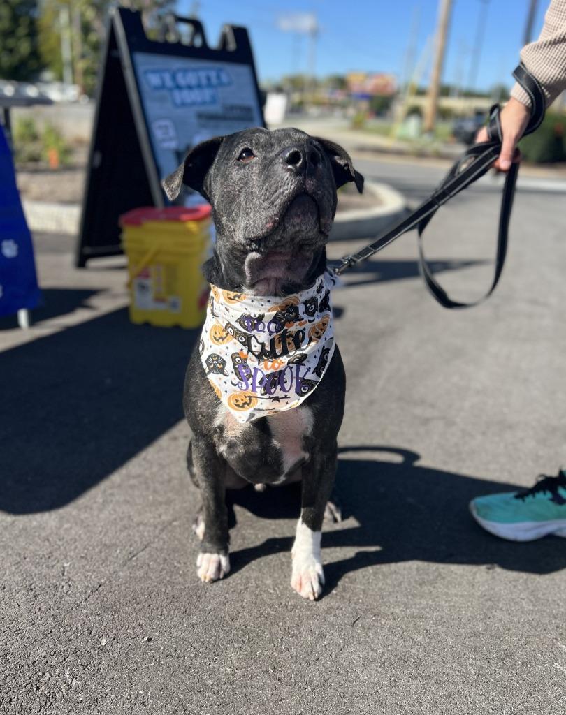 Ziggy, a Adoptable Terrier in Hartford City, IN image 4/6