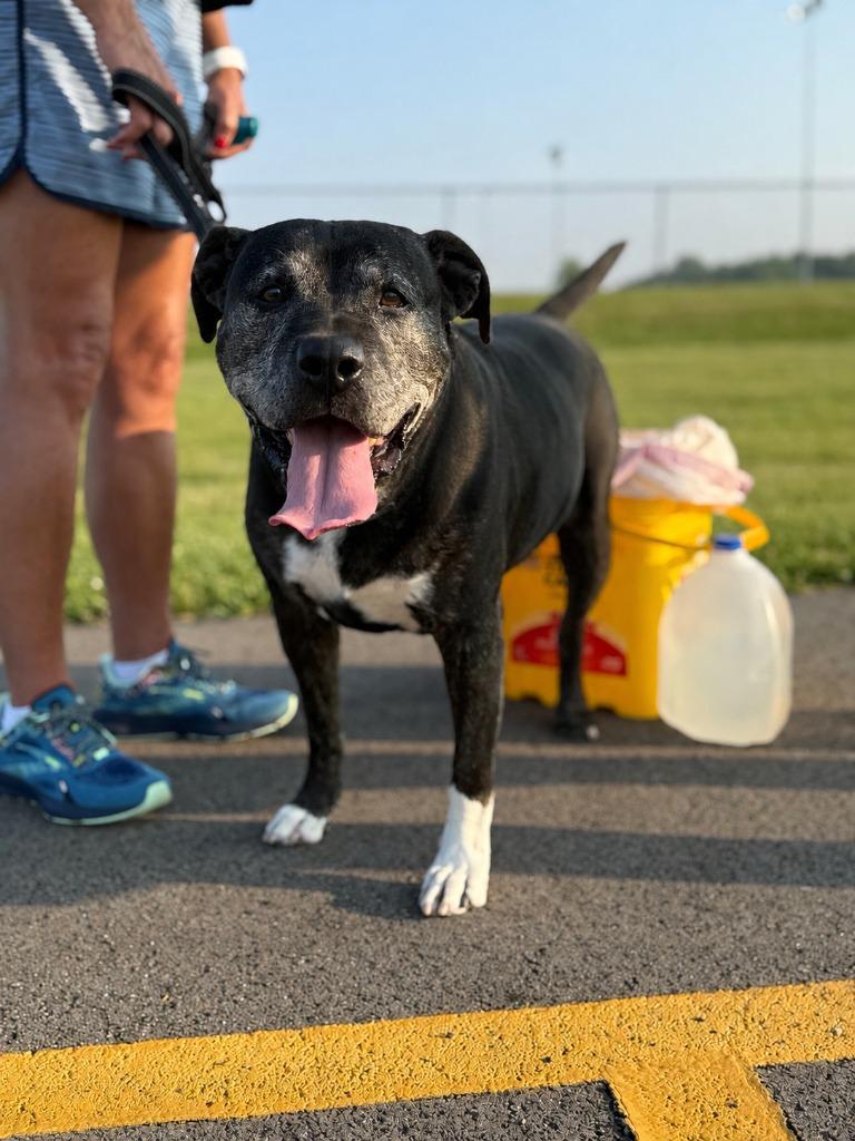 Ziggy, Adoptable, Senior Male Terrier.