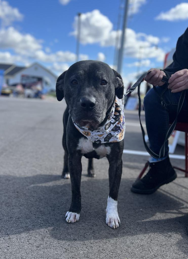 Enlarge Ziggy, a Adoptable Terrier in Hartford City, IN image 4/6