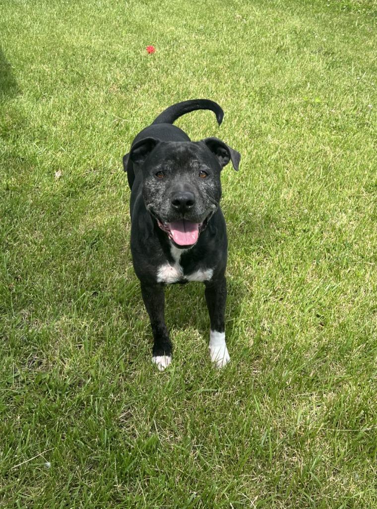 Enlarge Ziggy, a Adoptable Terrier in Hartford City, IN image 3/6