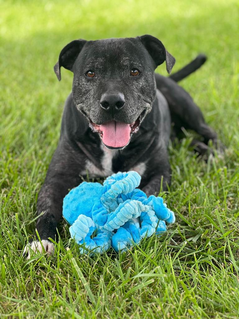 Enlarge Ziggy, a Adoptable Terrier in Hartford City, IN image 4/6