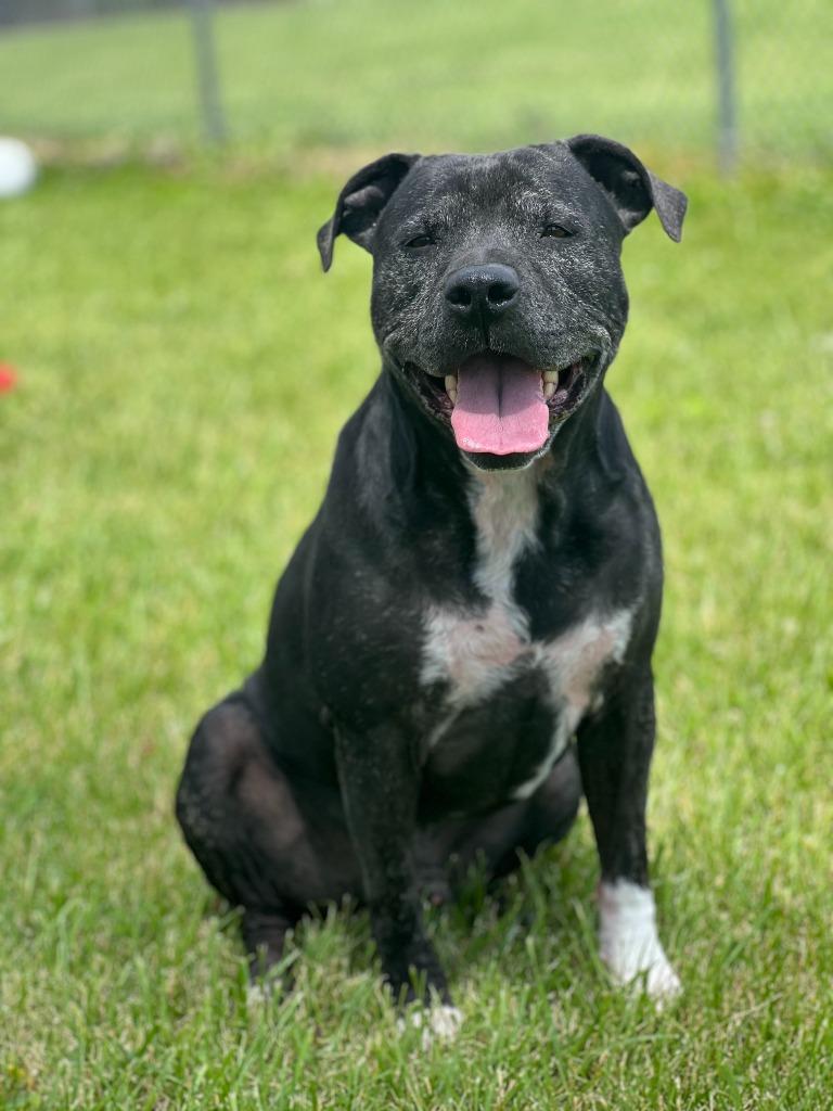 Enlarge Ziggy, a Adoptable Terrier in Hartford City, IN image 6/6