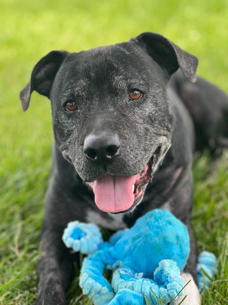 Enlarge Ziggy, a Adoptable Terrier in Hartford City, IN image 3/6