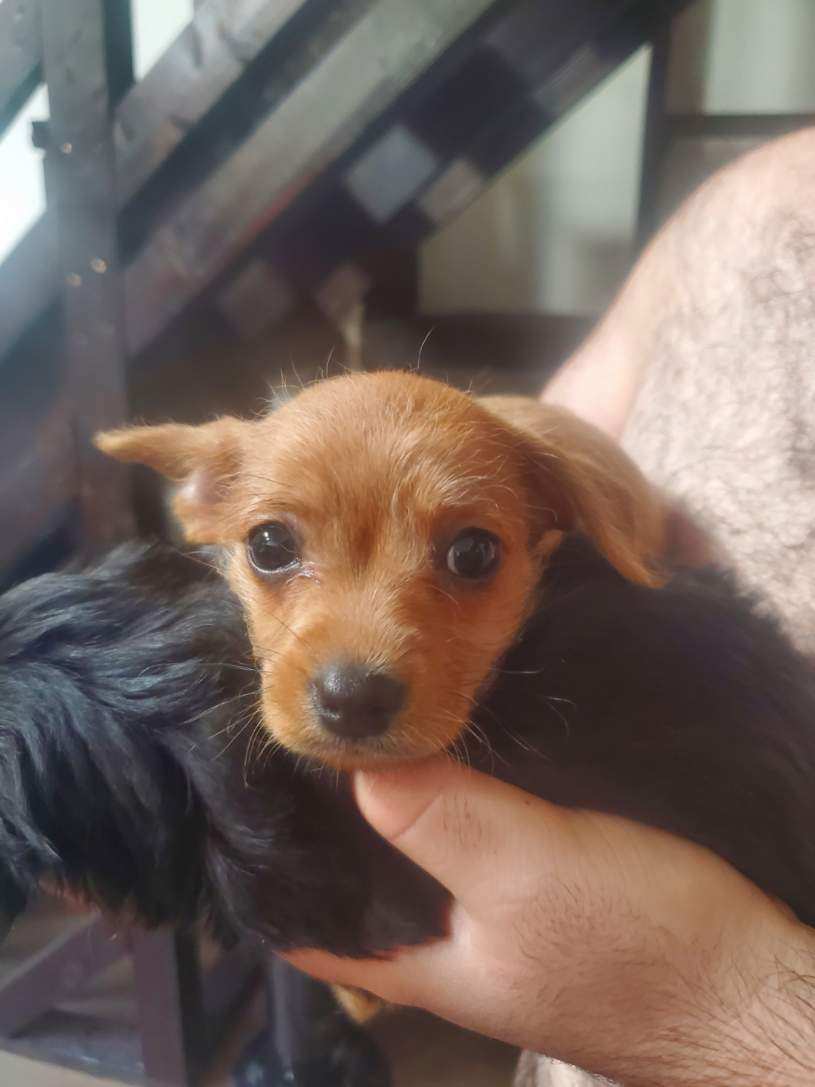 Dog for adoption Prada Harbor Pup, a Yorkshire Terrier & Chihuahua