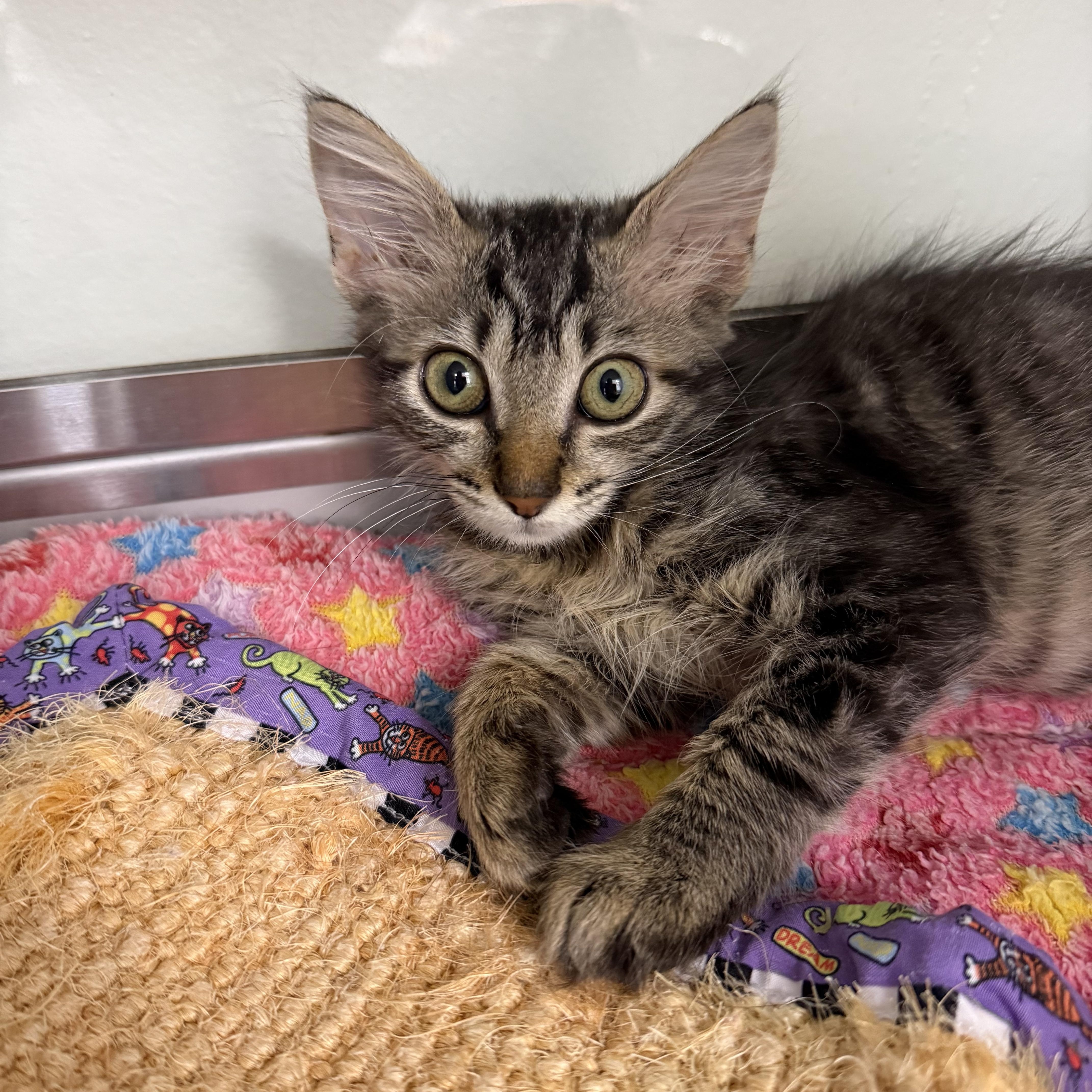 Lucky Charm, ADOPTABLE, Kitten Female Domestic Medium Hair.