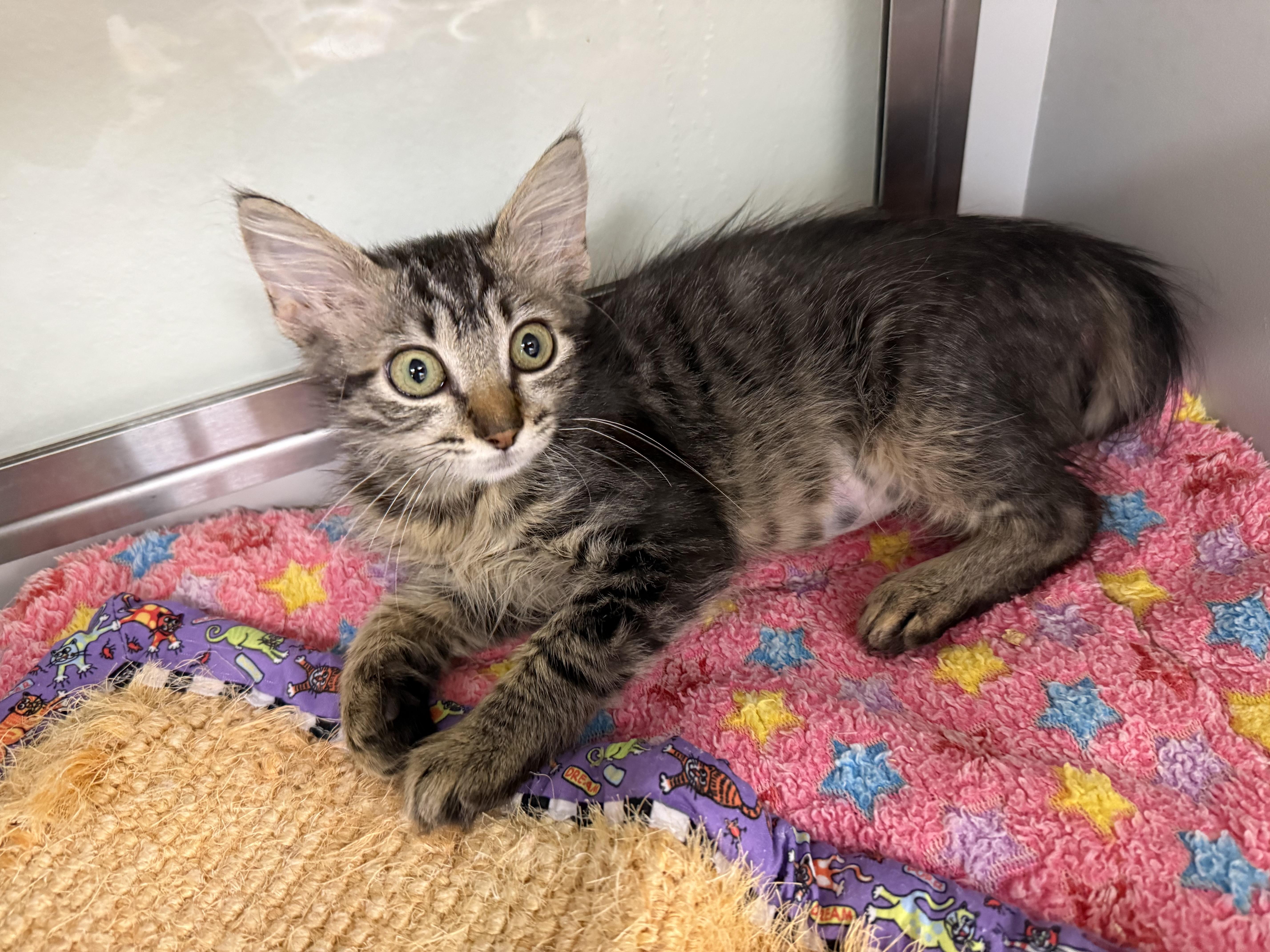 Enlarge Lucky Charm, a ADOPTABLE Domestic Medium Hair in Miami Beach, FL image 4/4