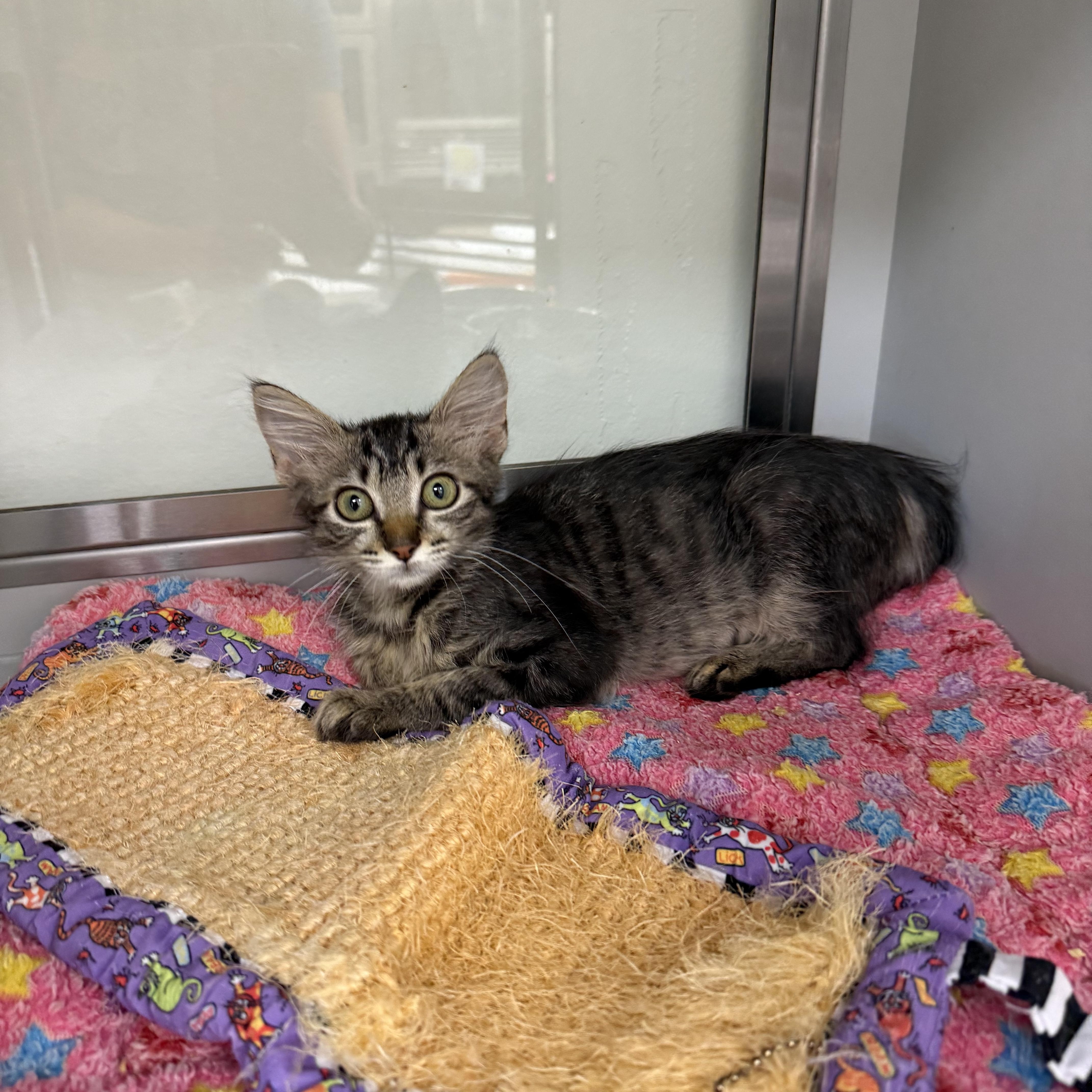 Enlarge Lucky Charm, a ADOPTABLE Domestic Medium Hair in Miami Beach, FL image 3/4