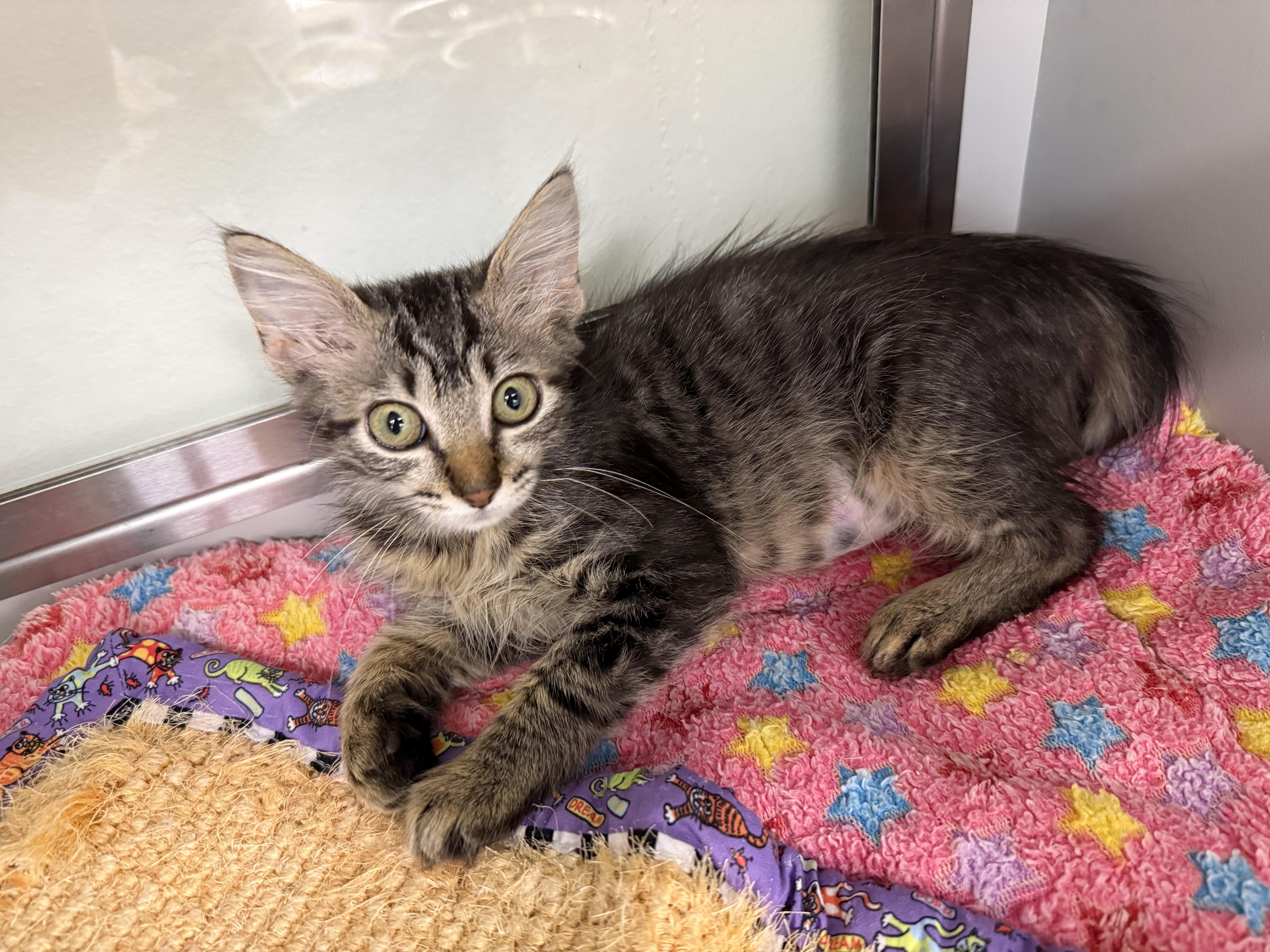 Enlarge Lucky Charm, a ADOPTABLE Domestic Medium Hair in Miami Beach, FL image 2/4