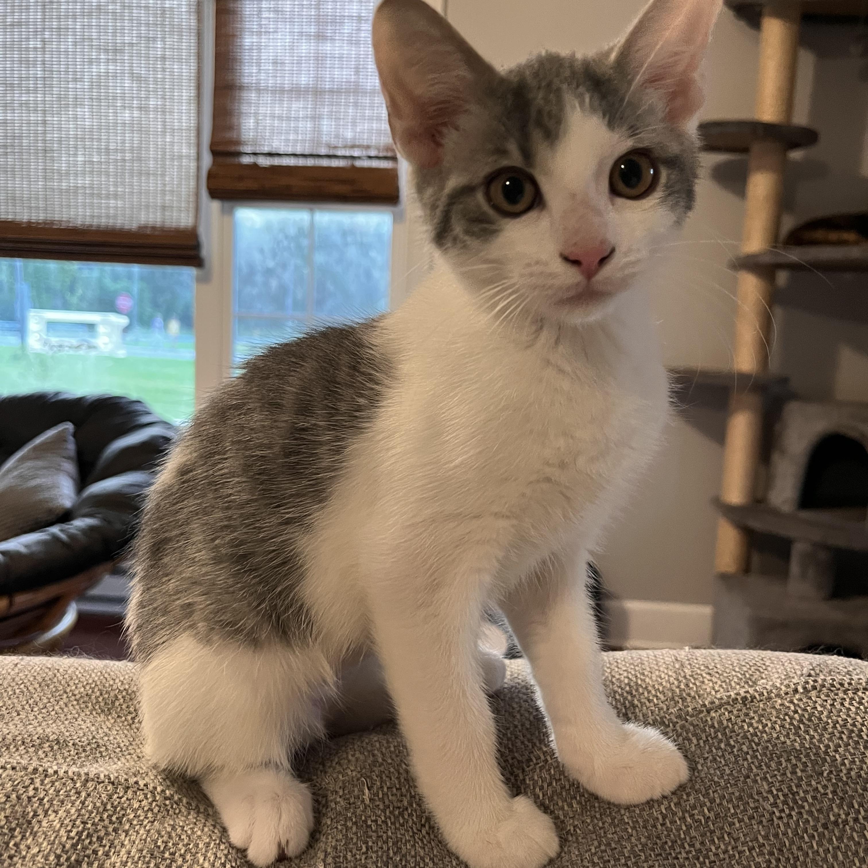 Feta, ADOPTABLE, Kitten Female Domestic Short Hair.
