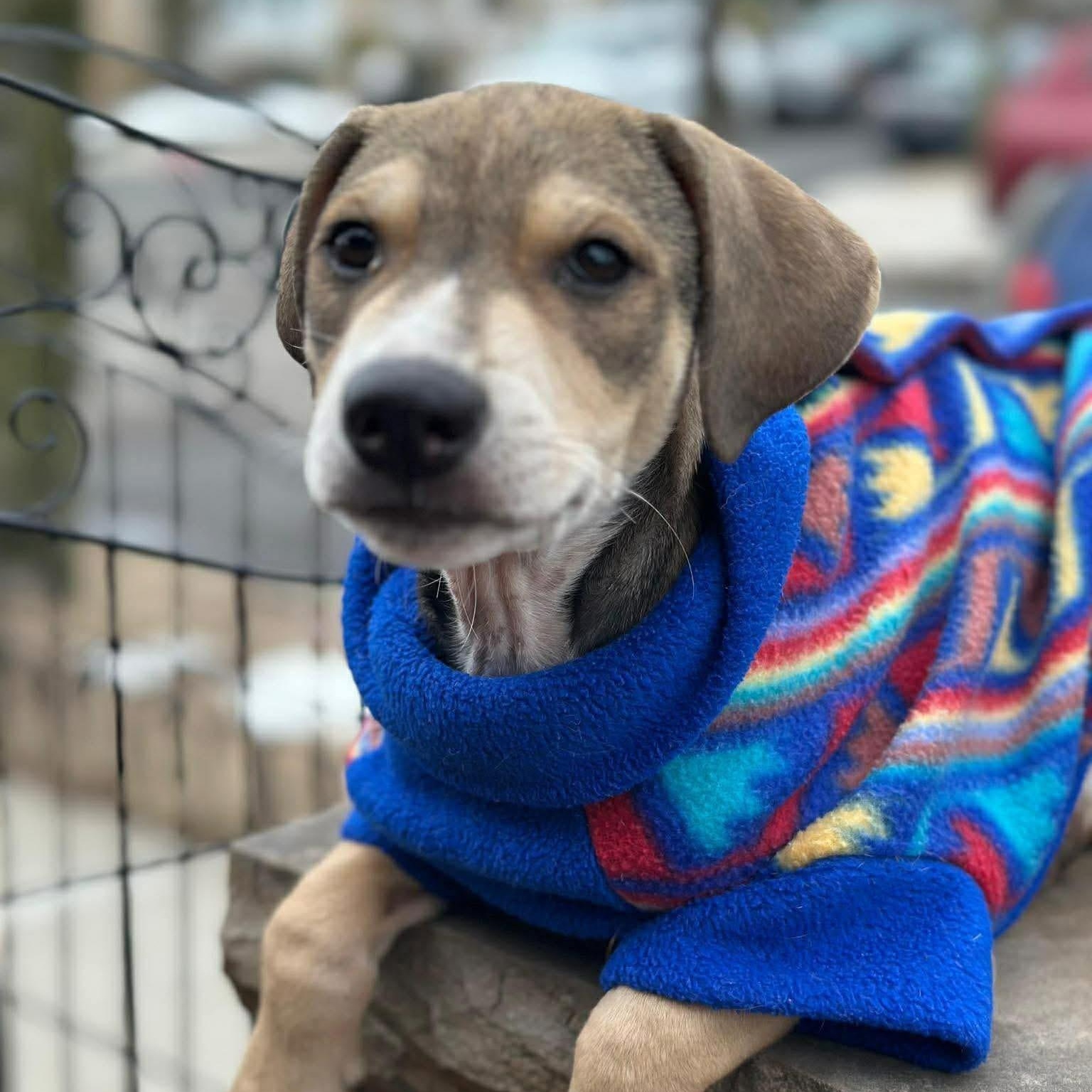 Enlarge Tipo, a ADOPTABLE Mixed Breed in Yaphank, NY image 3/4