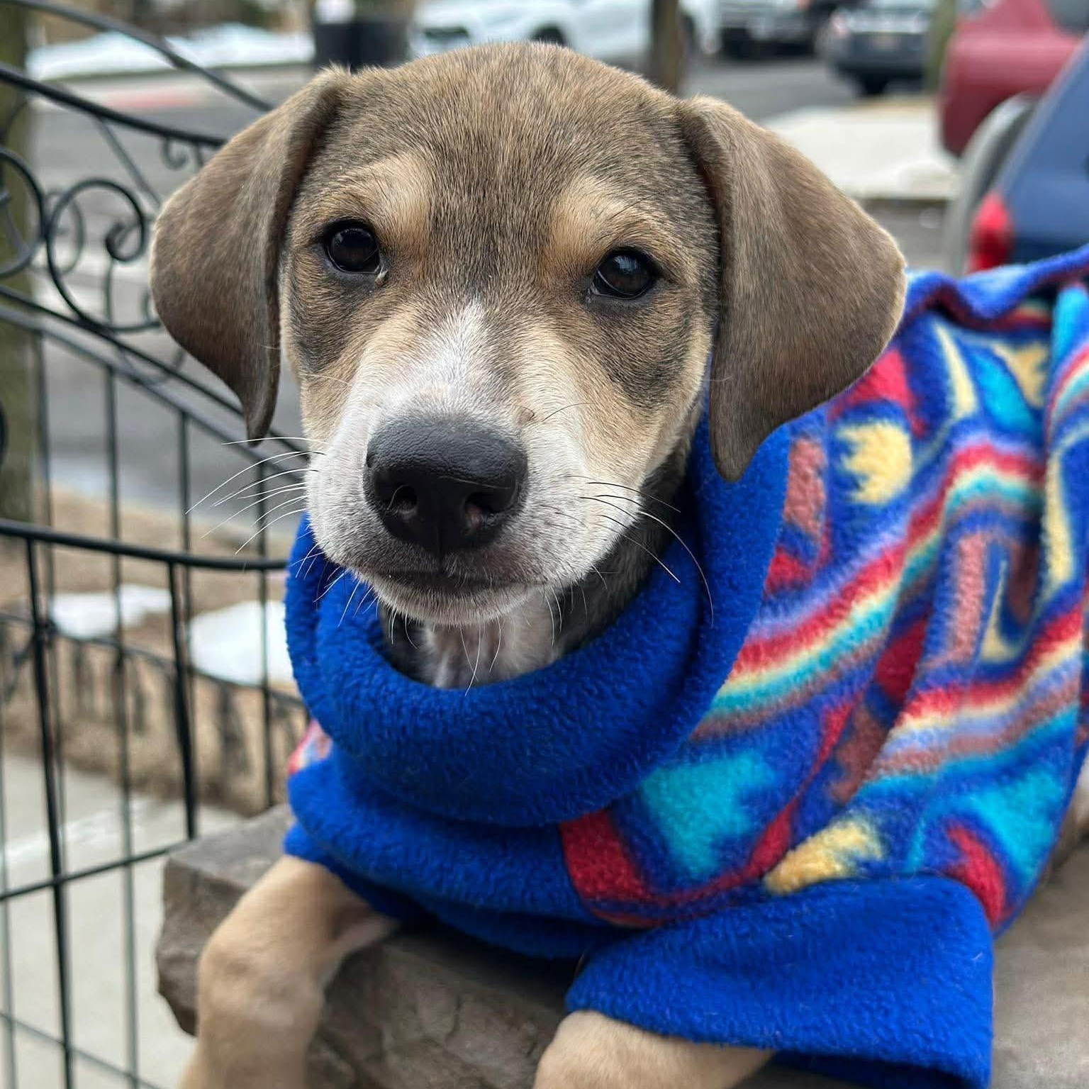 Enlarge Tipo, a ADOPTABLE Mixed Breed in Yaphank, NY image 4/4