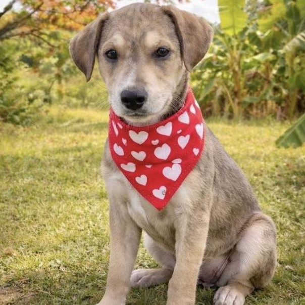 Enlarge Tipo, a ADOPTABLE Mixed Breed in Yaphank, NY image 2/4