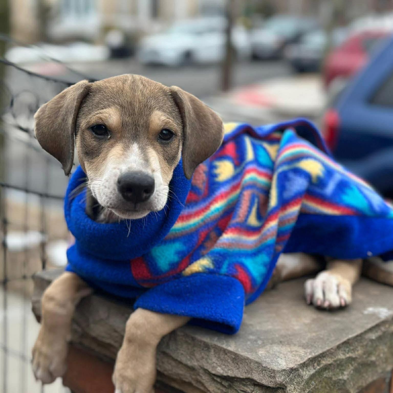 Enlarge Tipo, a ADOPTABLE Mixed Breed in Yaphank, NY image 1/4