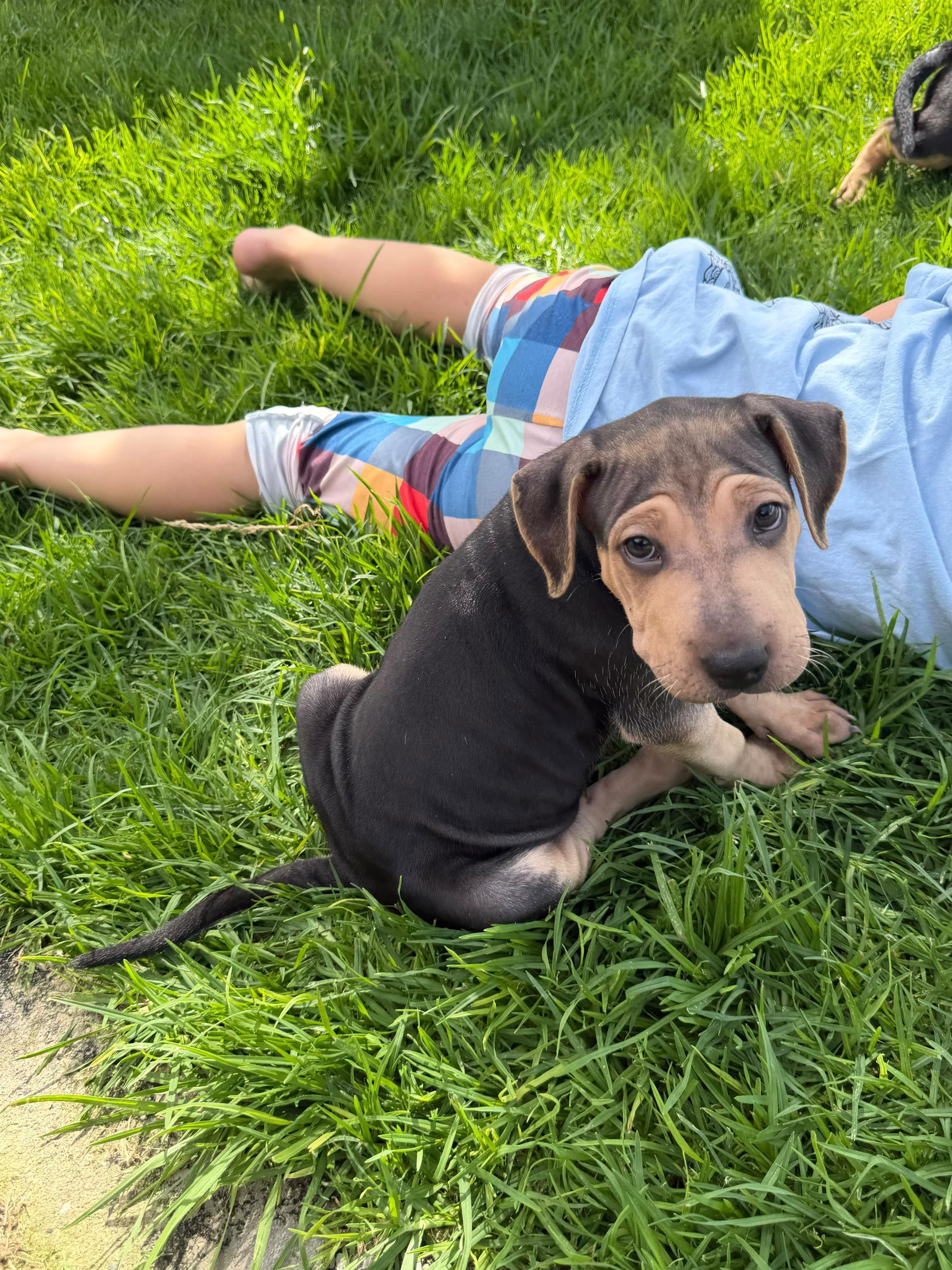 Enlarge Dumpling, a Adopted mixed breed in West Pawlet, VT image 6/6